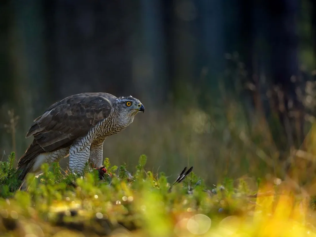 Goshawk