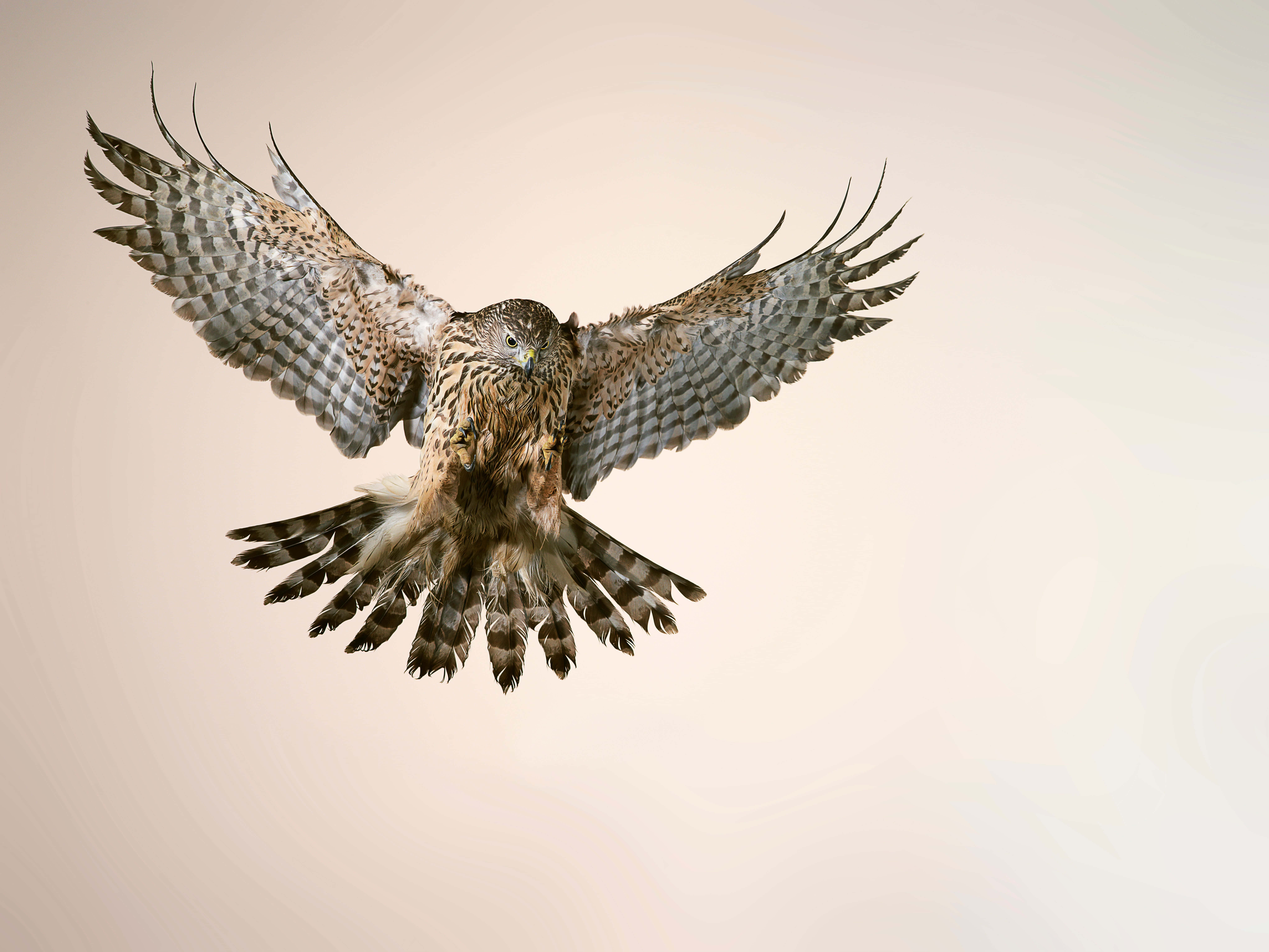 Goshawk, wings fully spread, soft beige backdrop, 8K Desktop Wallpaper