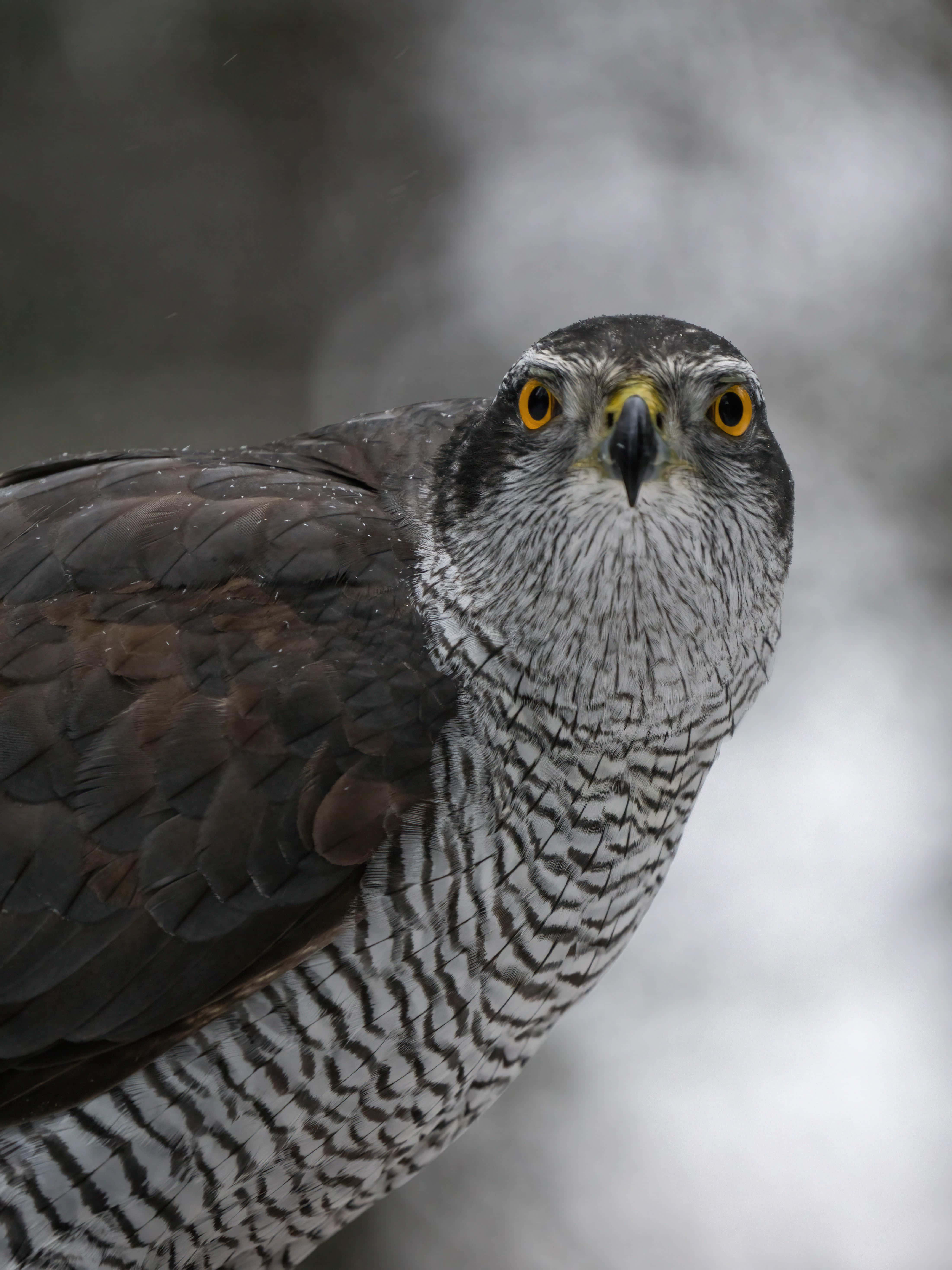 Goshawk, yellow eyes, black and white feather patterns, 5K Phone Wallpaper
