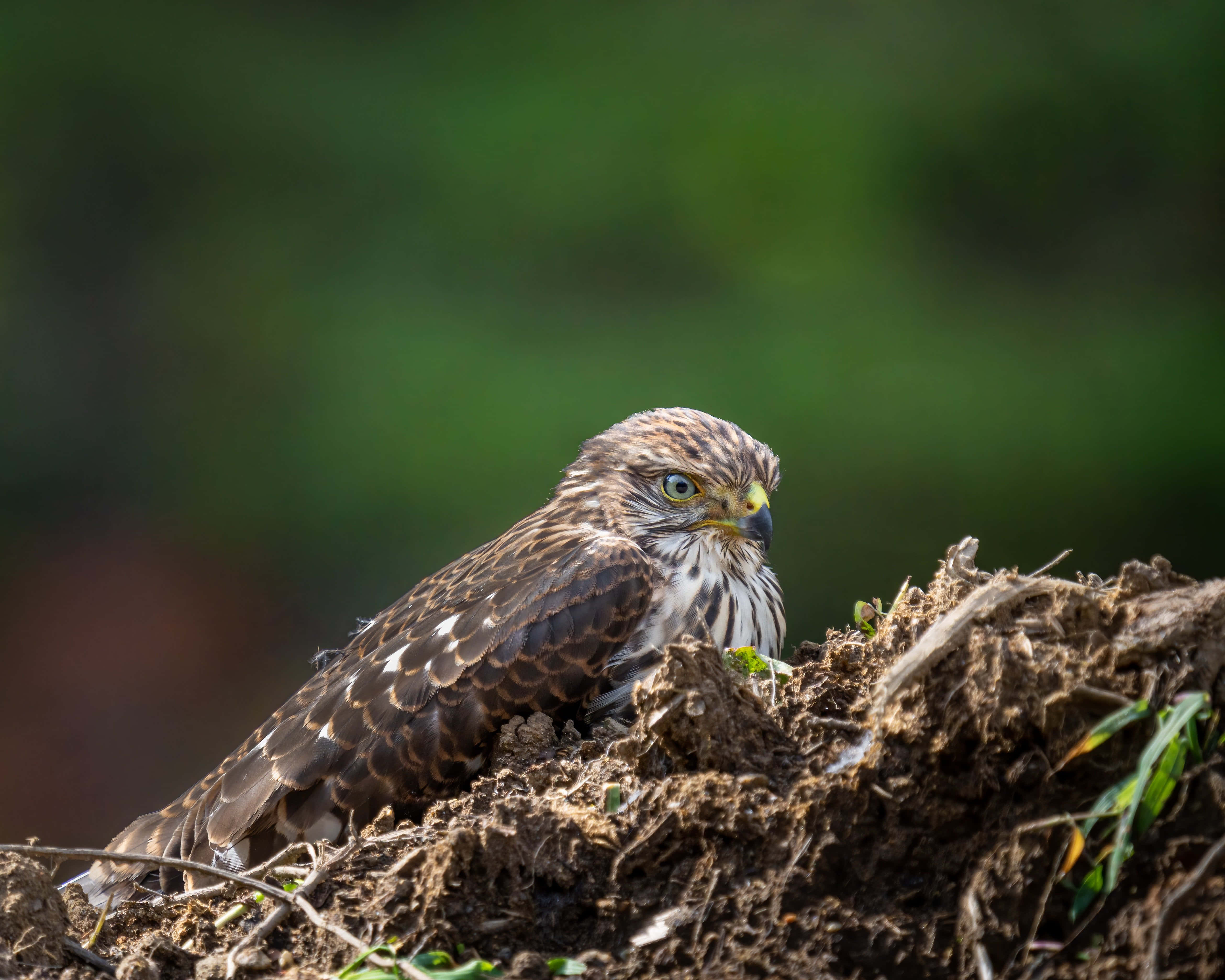 Goshawk, mound of earth, soft green blurred background, 4K Desktop Wallpaper