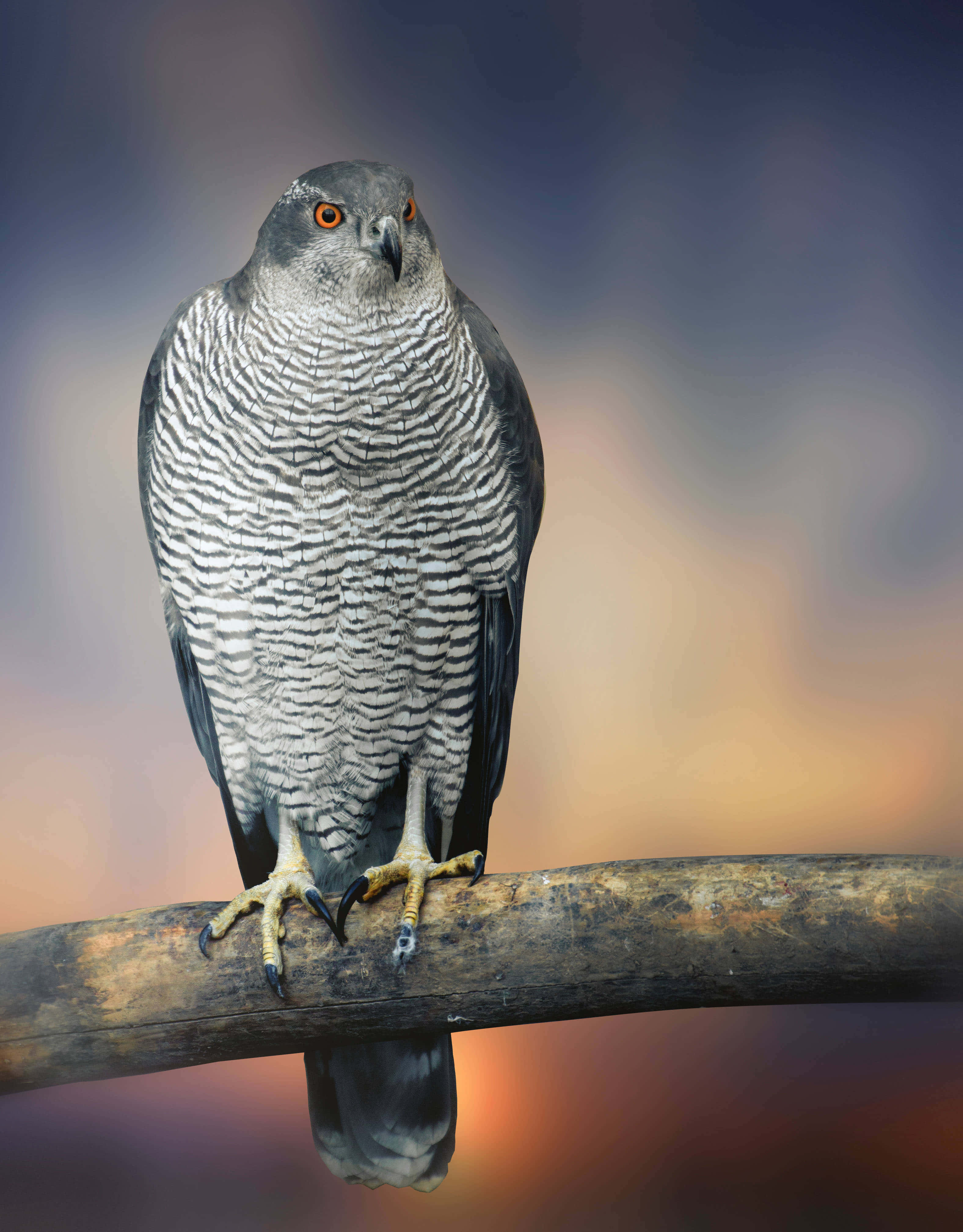 Goshawk, orange eyes, weathered branch, 4K Phone Wallpaper