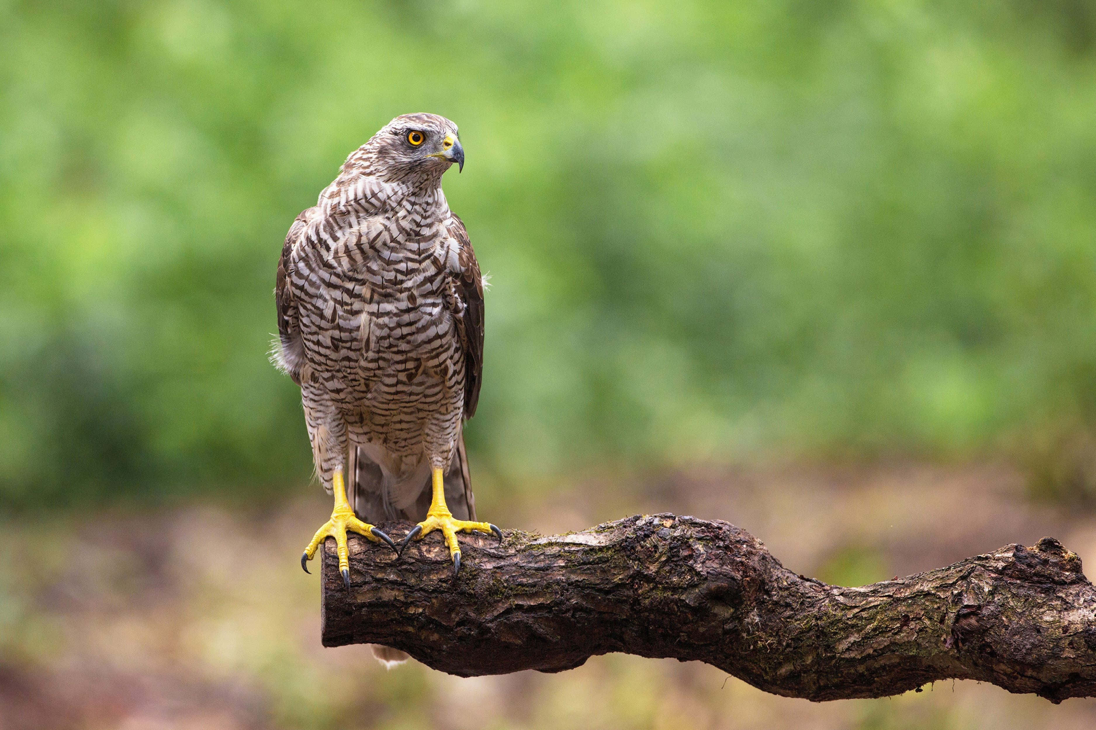Goshawk, tree branch, barred feathers, 2K Desktop Wallpaper