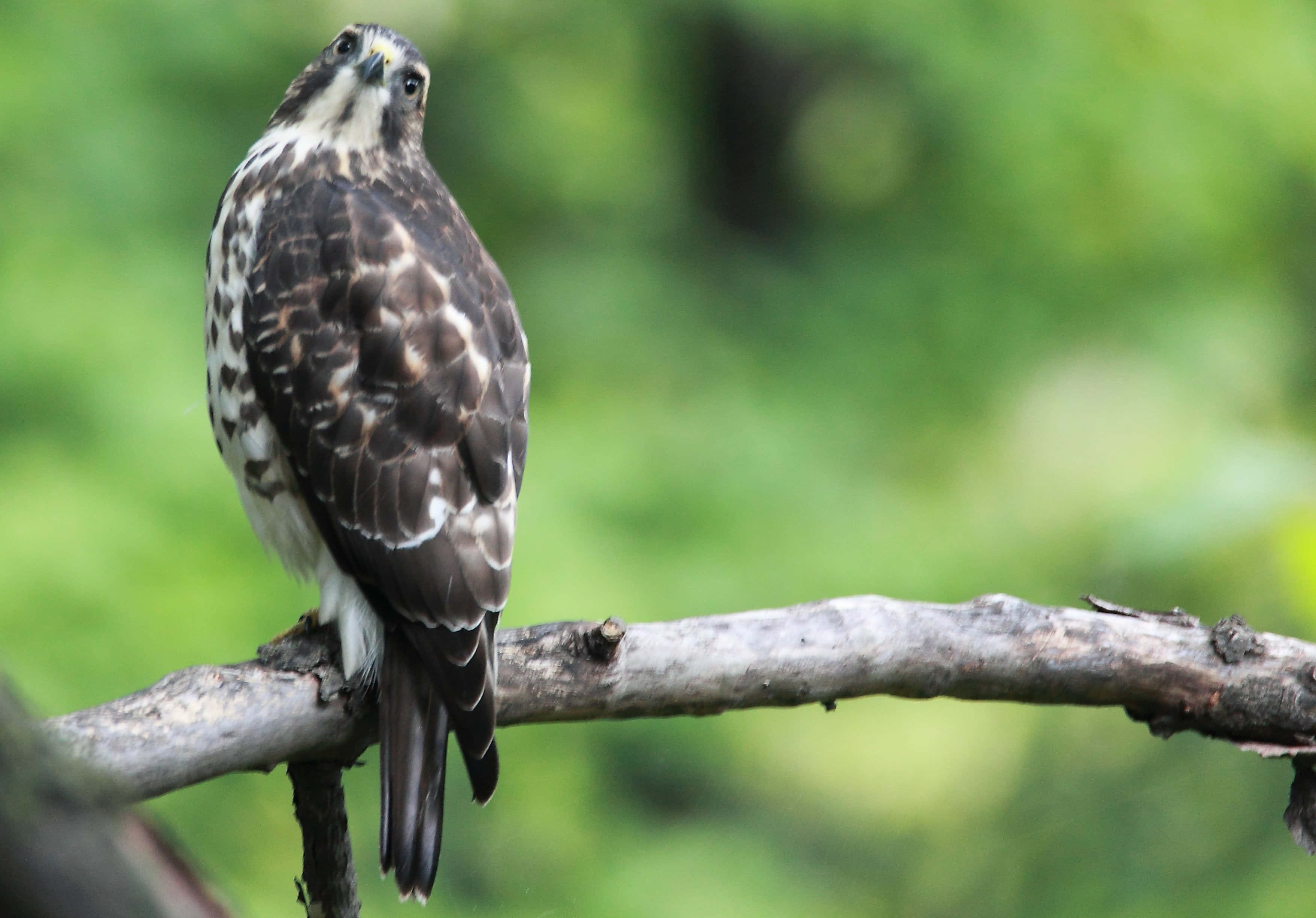 Goshawk, weathered branch, soft green forest backdrop, 2K Desktop Wallpaper