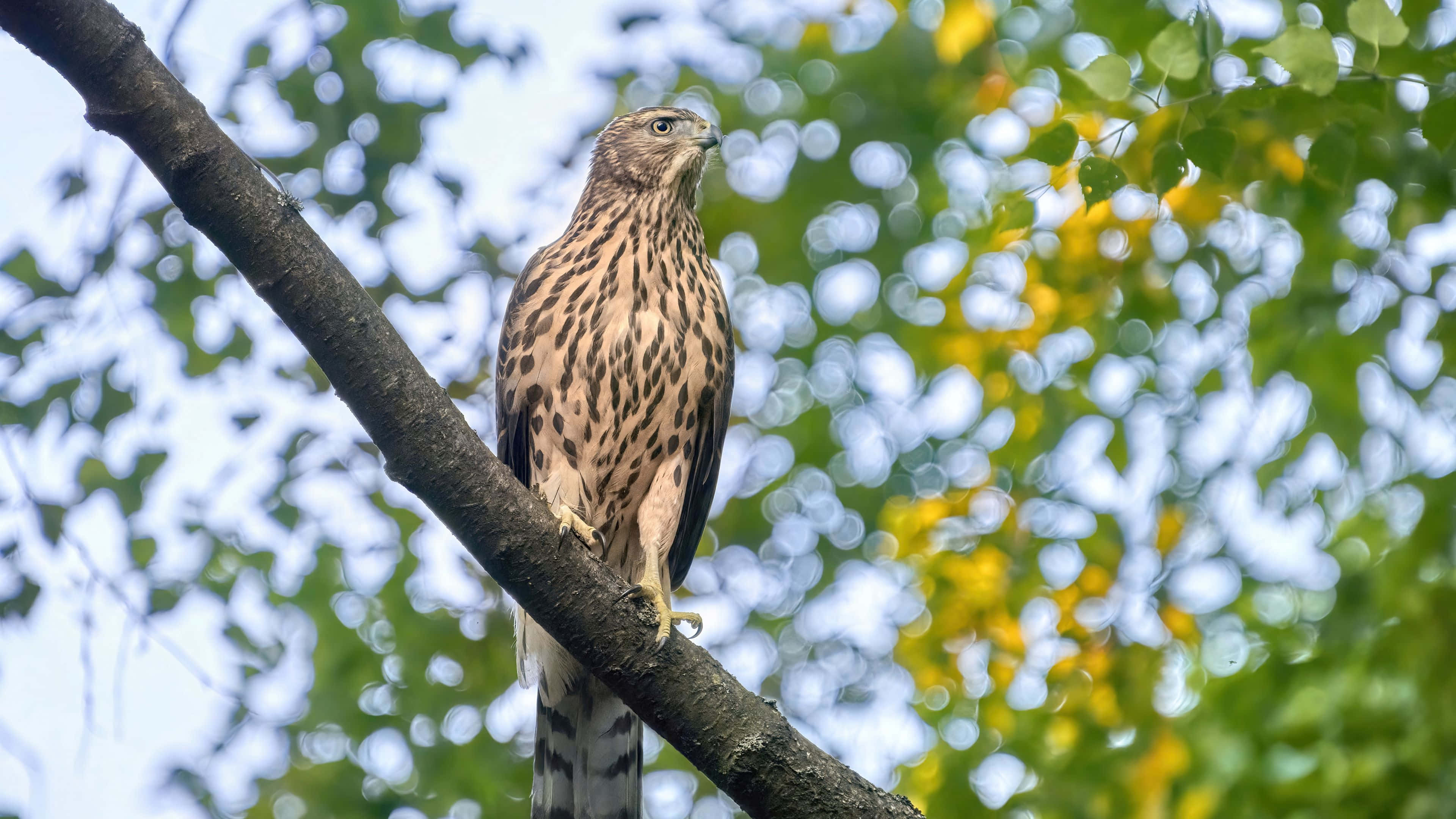 Goshawk, brown and white speckled feathers, tree branch, 4K Desktop Wallpaper