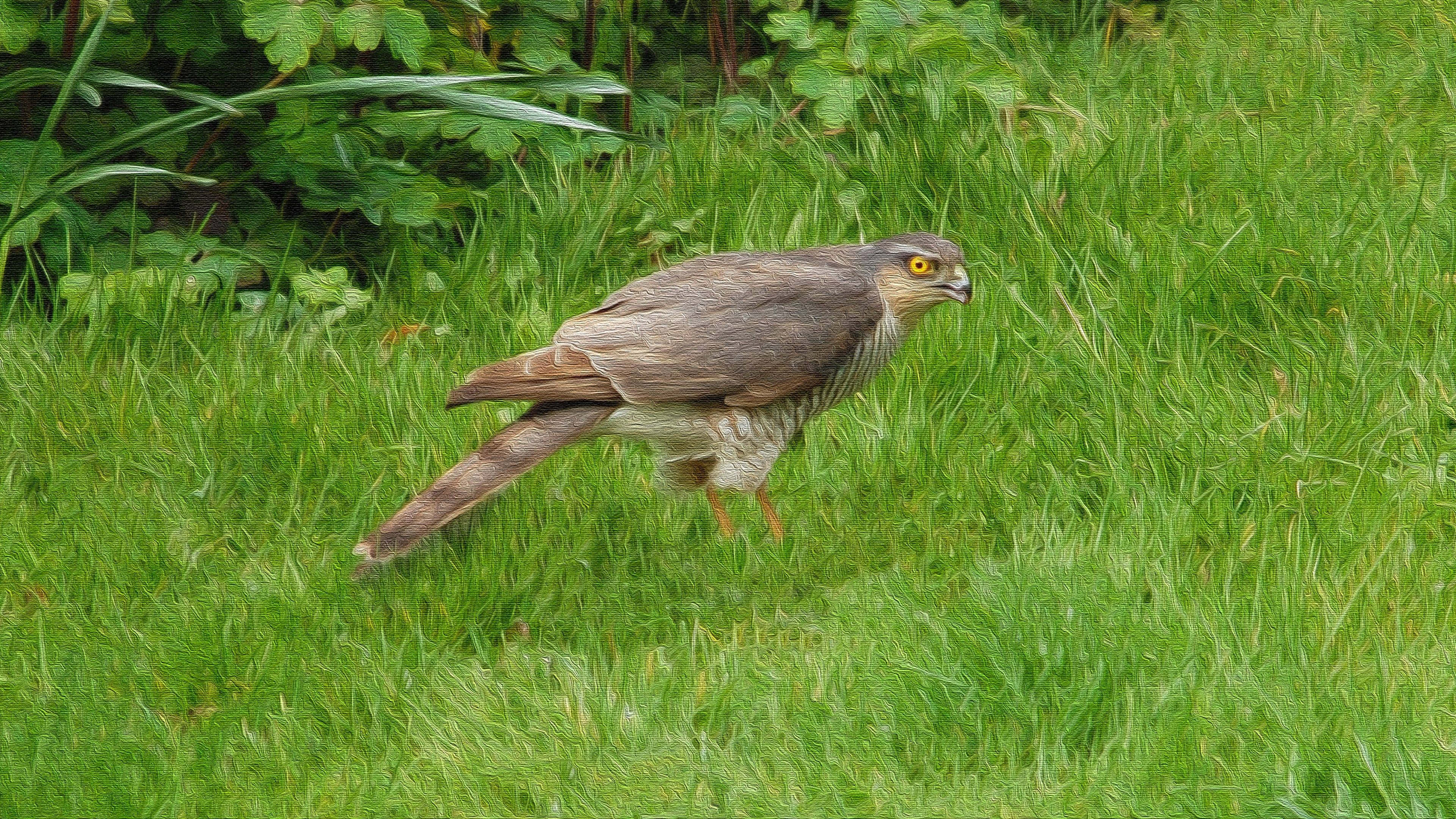 Goshawk, vibrant green grass, lush foliage, 4K Desktop Wallpaper