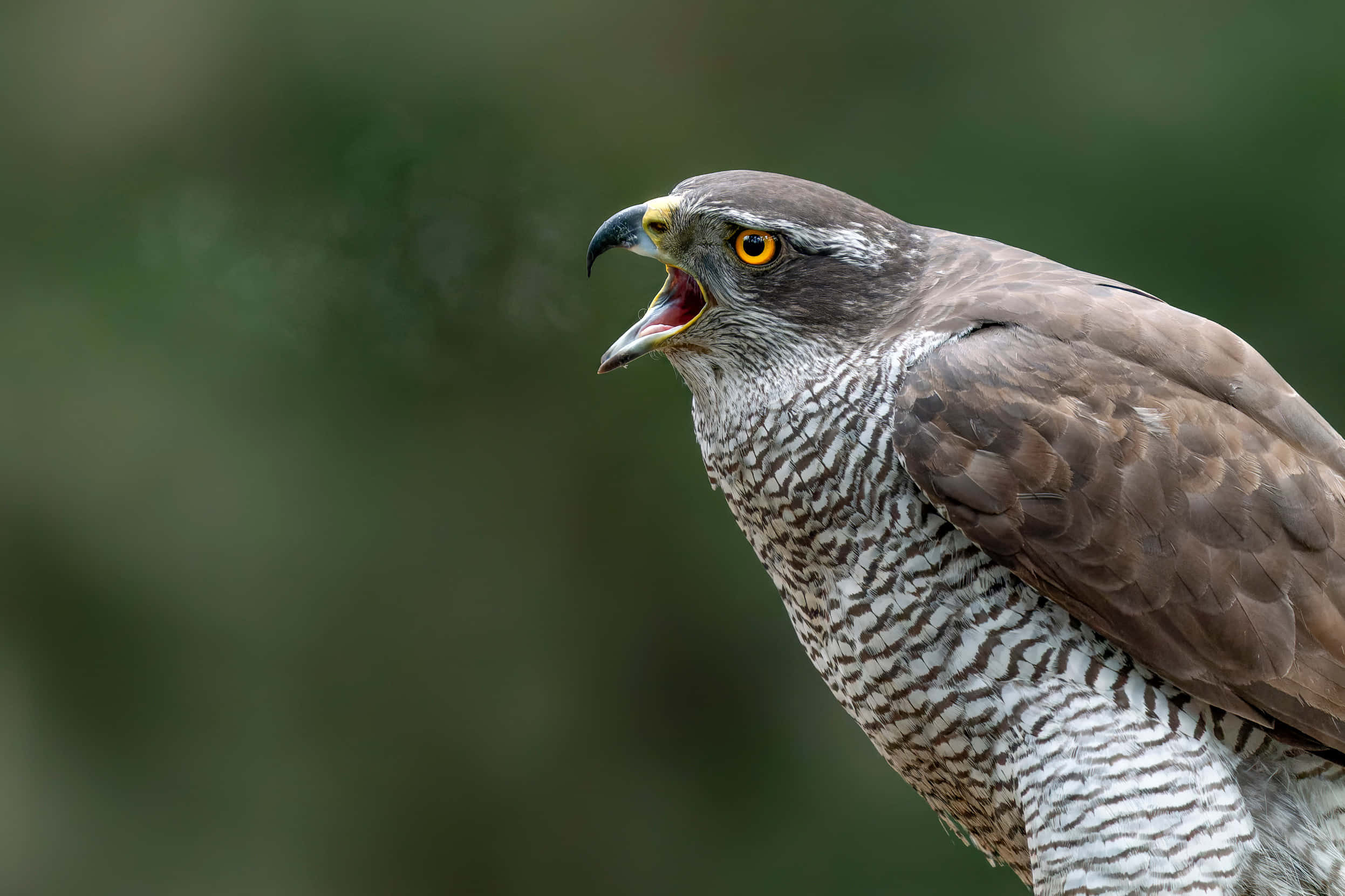 Goshawk, yellow eye, open beak, Full HD Desktop Wallpaper