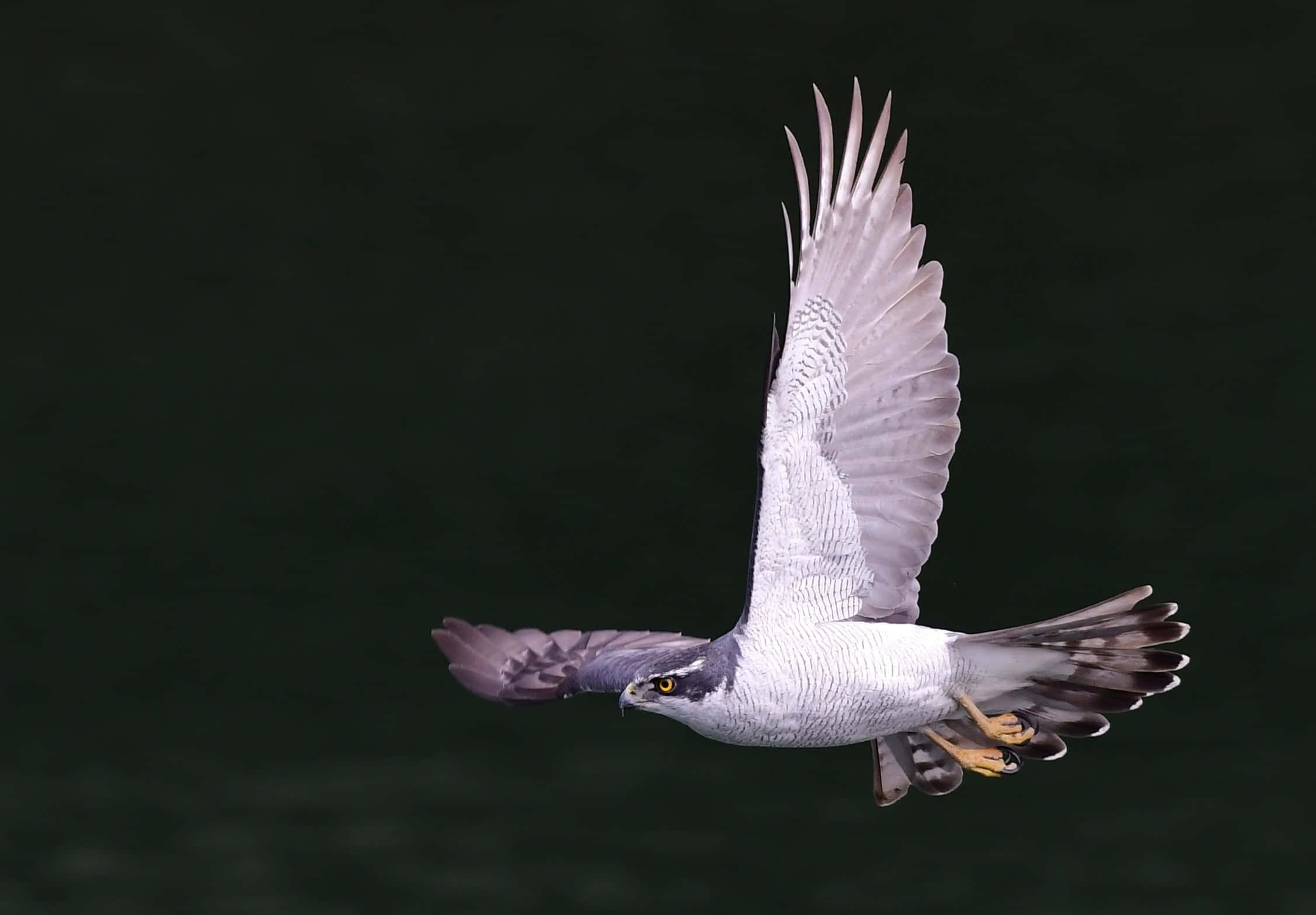 Goshawk, wings spread wide, dark blurred background, Full HD Desktop Wallpaper