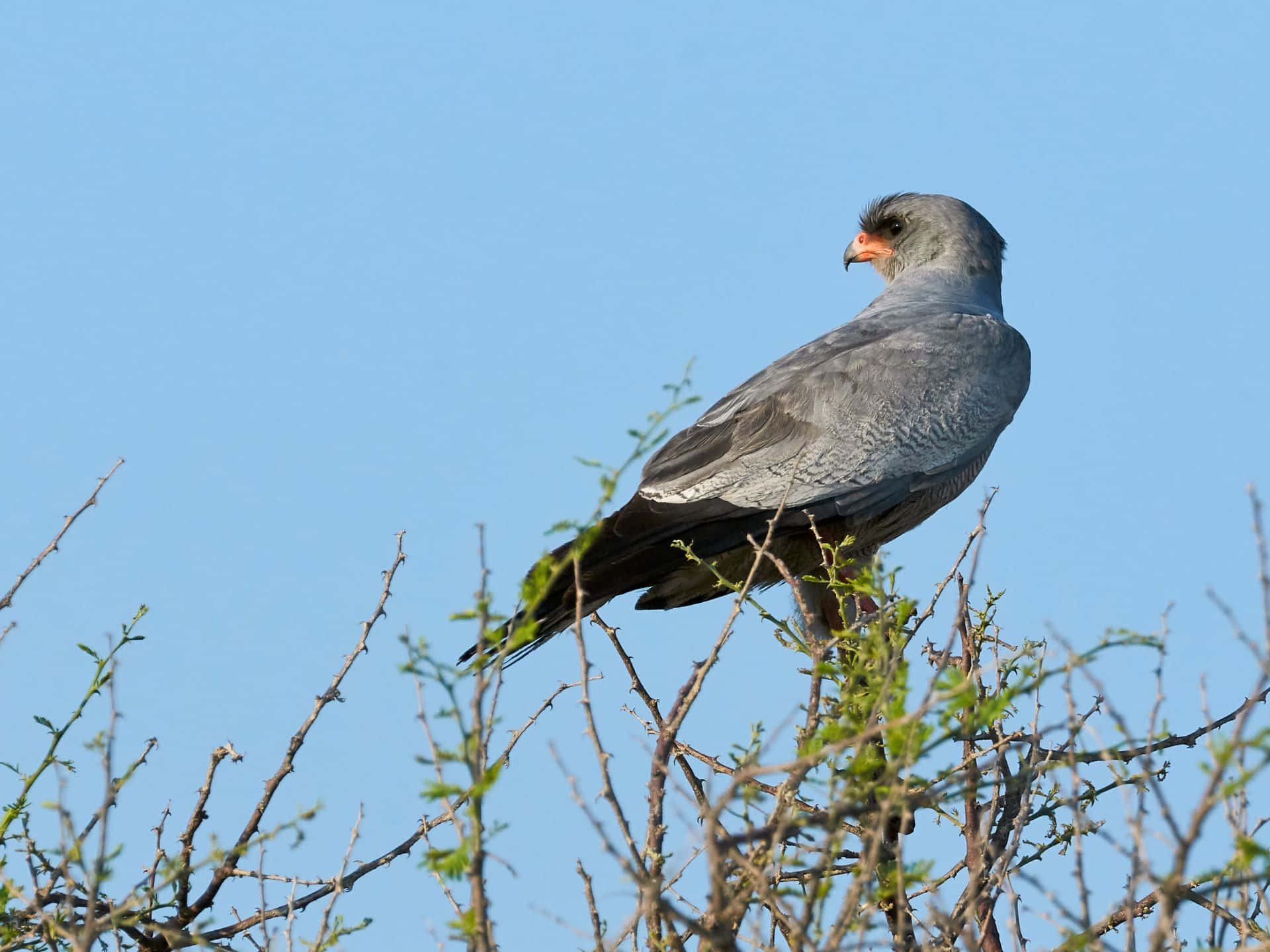 Goshawk, thorny branches, clear blue sky, Full HD Desktop Wallpaper