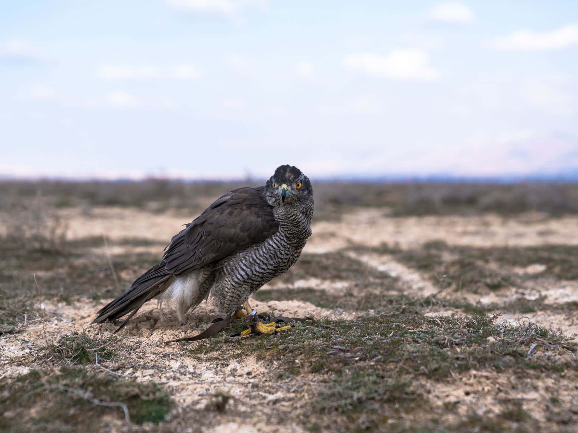 Goshawk, yellow eyes, barred chest, Full HD Desktop Wallpaper