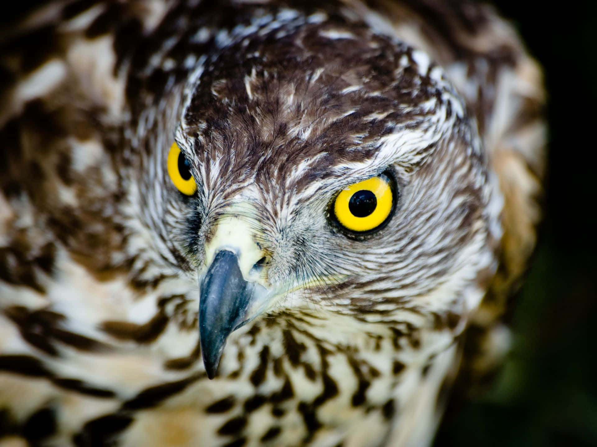 Goshawk, piercing yellow eyes, sharp beak, Full HD Desktop Wallpaper