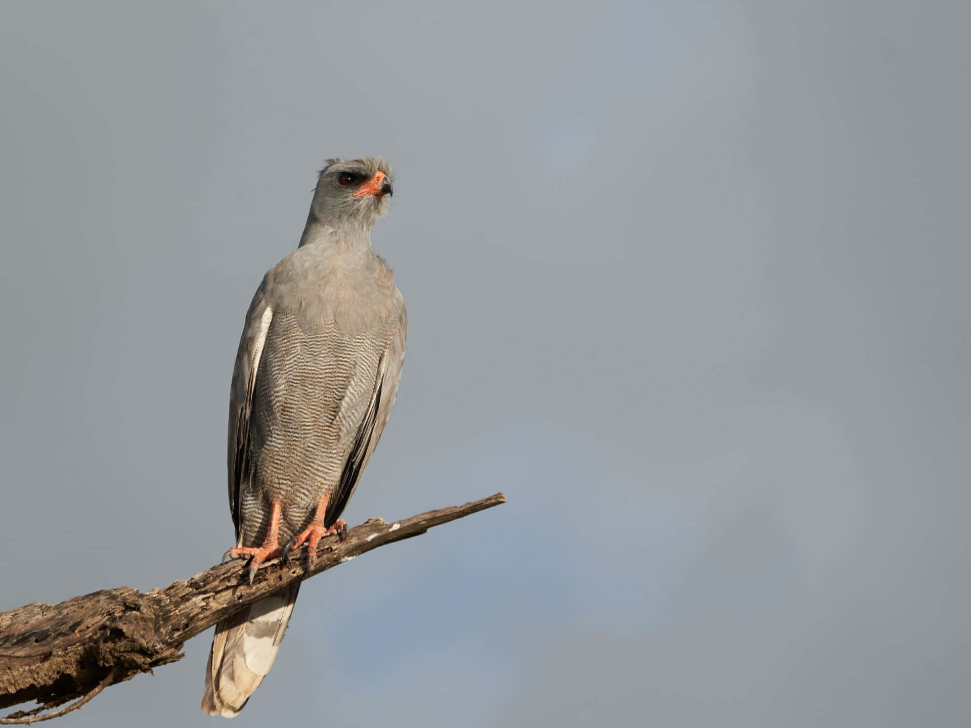 Goshawk, weathered branch, soft blue sky, Full HD Desktop Wallpaper