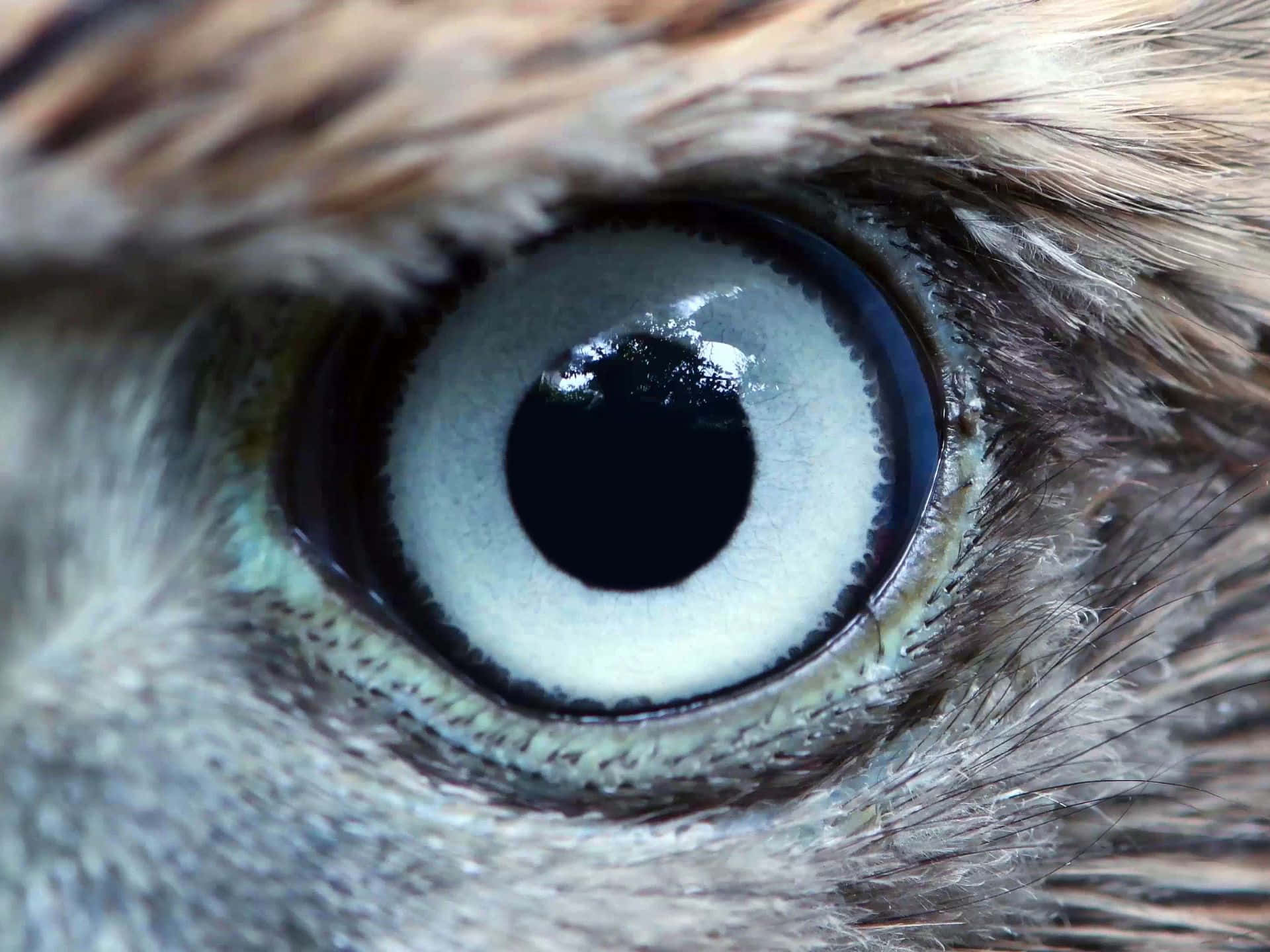 Goshawk, eye, blue-gray iris, Full HD Desktop Wallpaper
