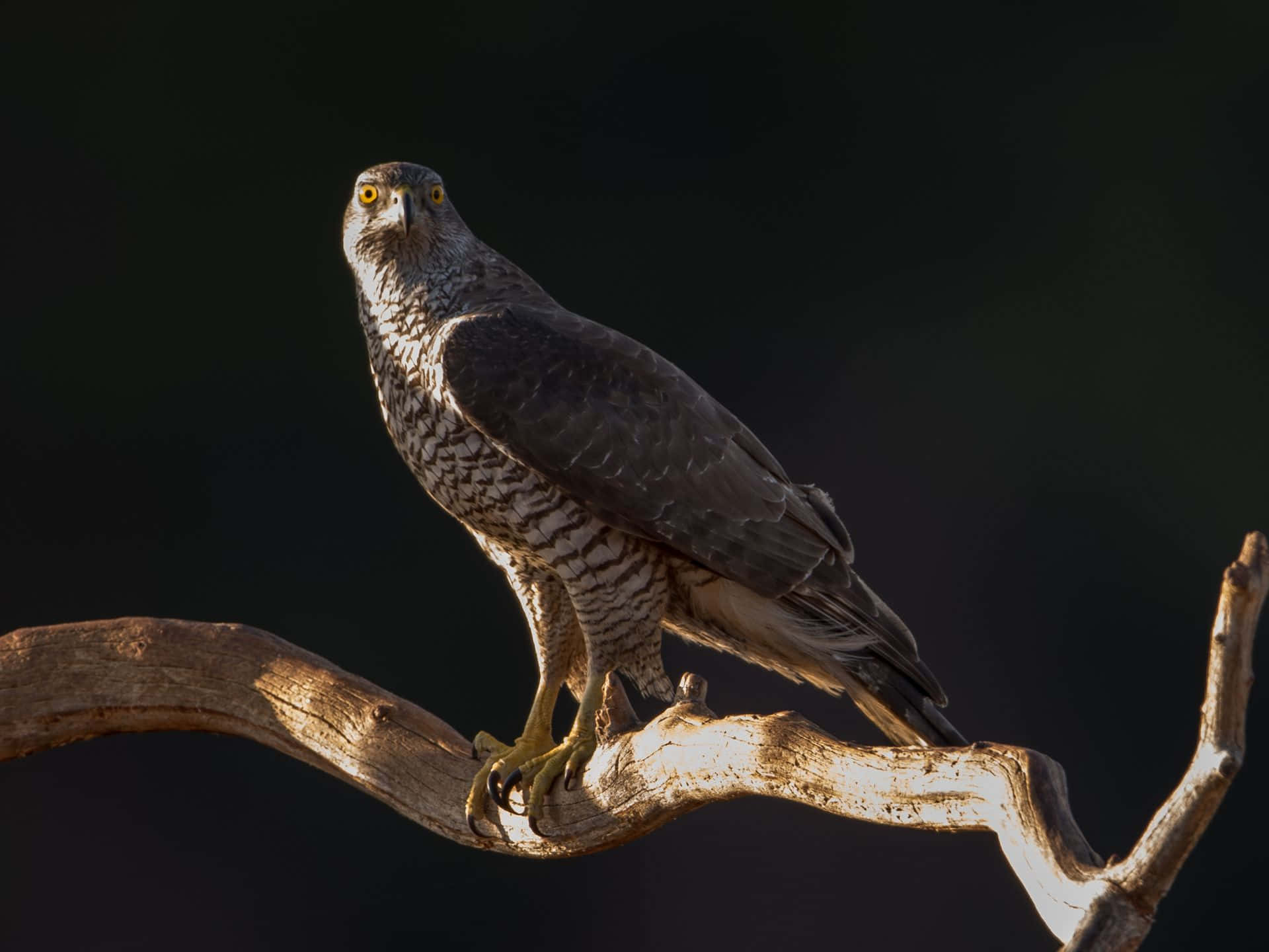 Goshawk, branch, sunlit, Full HD Desktop Wallpaper