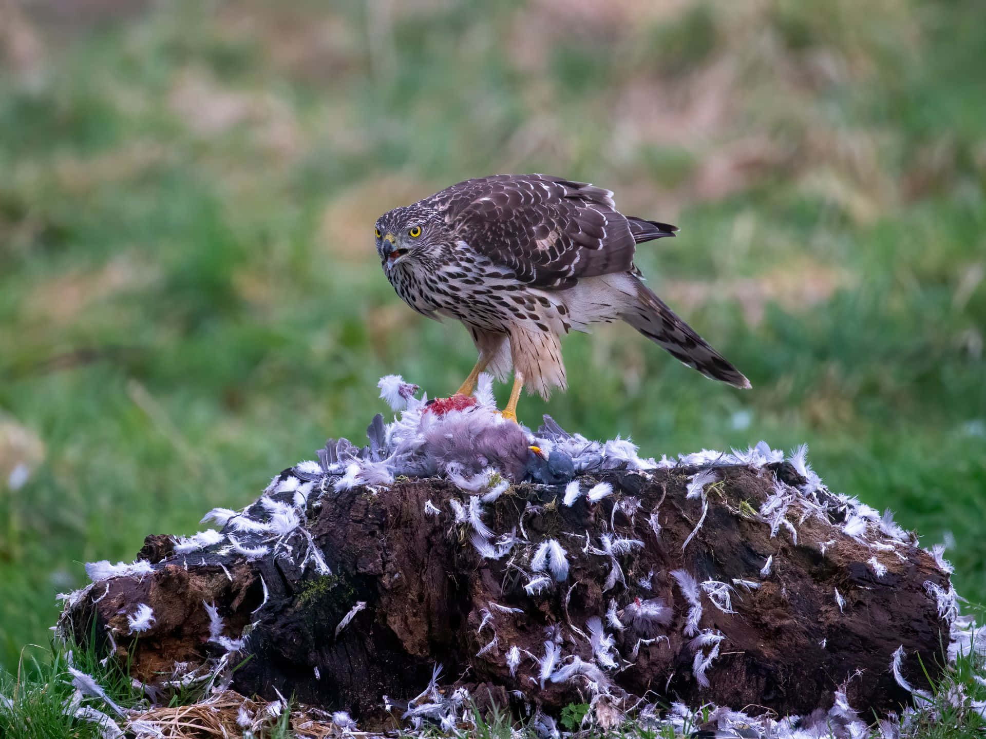 Goshawk, mossy log, feathers, Full HD Desktop Wallpaper