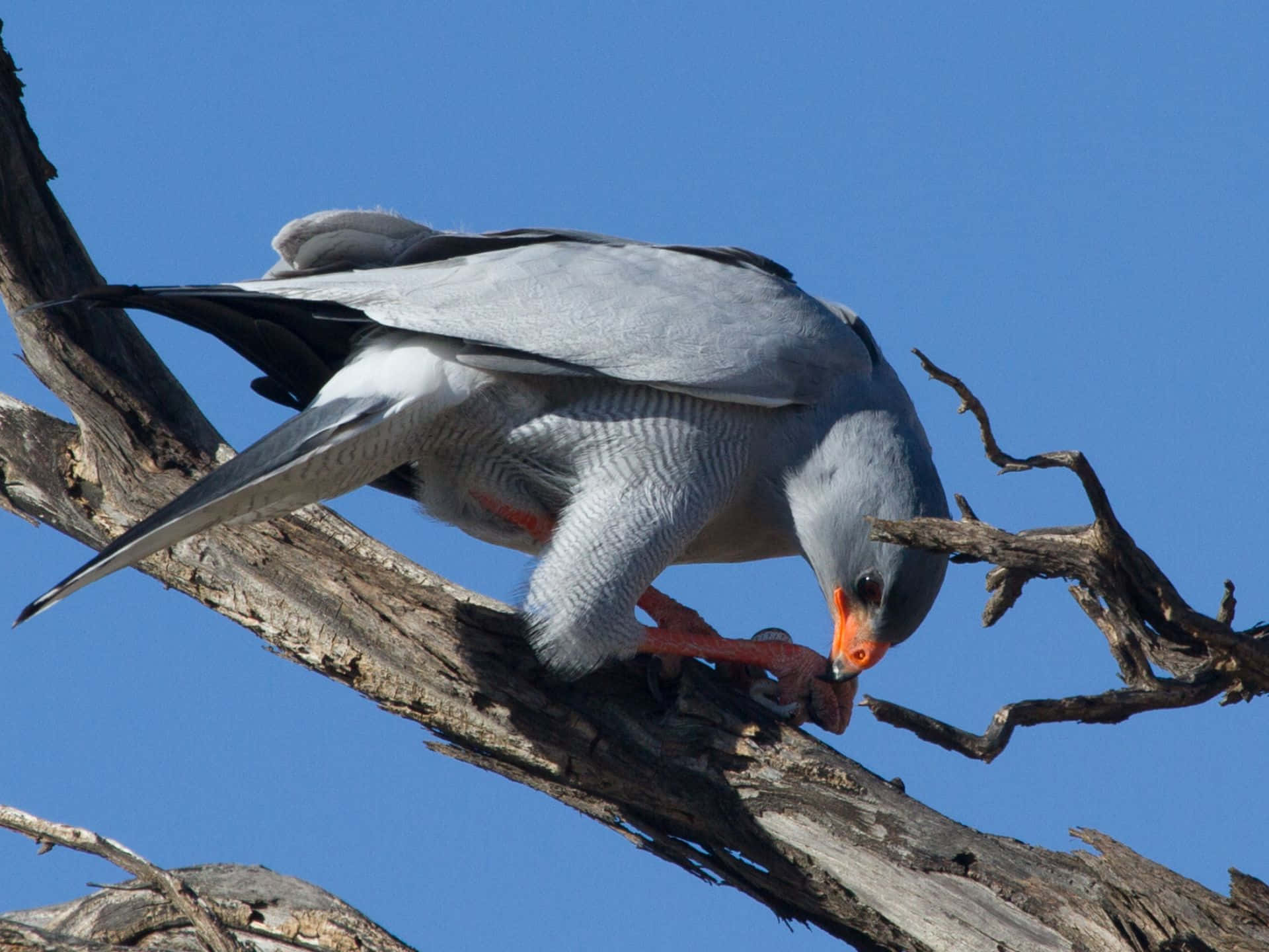 Goshawk, tree branch, clear blue sky, Full HD Desktop Wallpaper