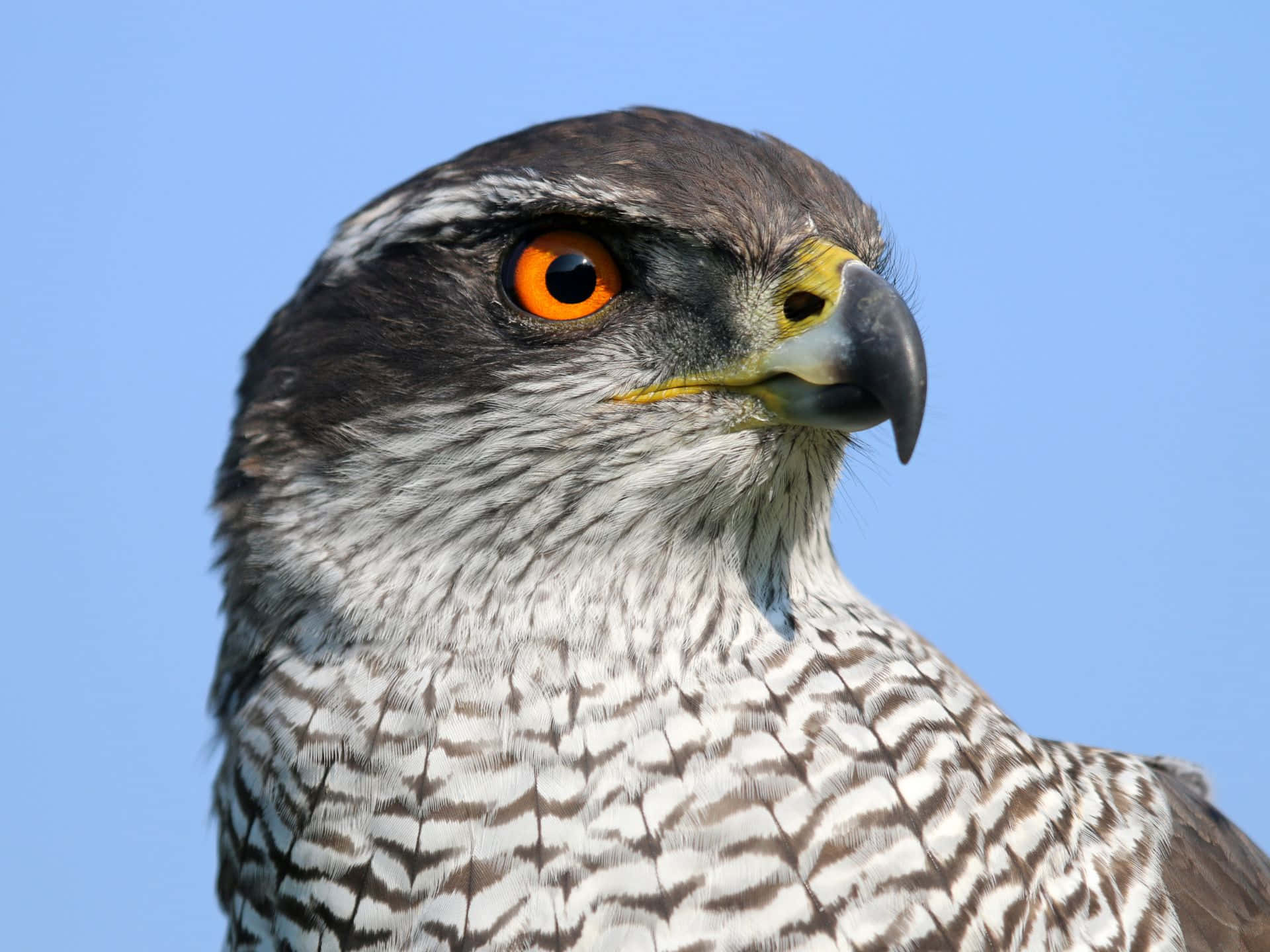Goshawk, piercing orange eyes, gray white feathers, Full HD Desktop Wallpaper