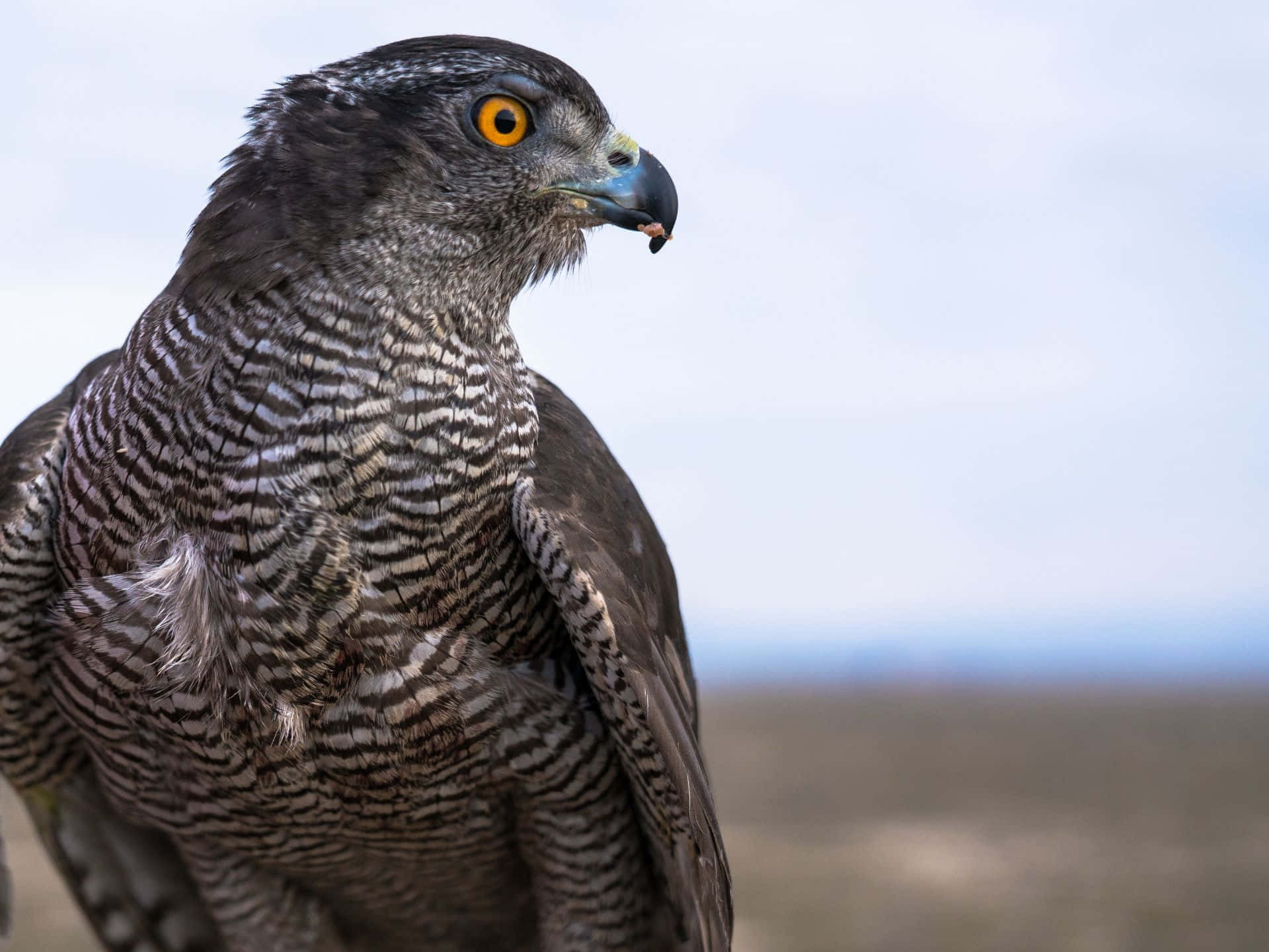 Goshawk, yellow eyes, barred feathers, Full HD Desktop Wallpaper