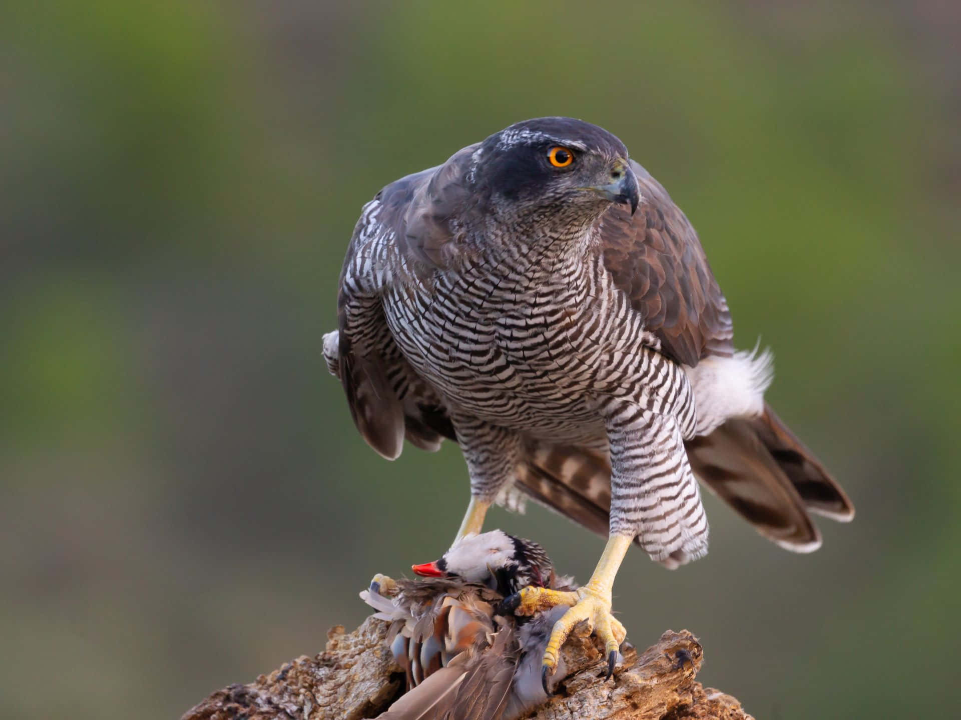 Goshawk, orange eyes, branch, Full HD Desktop Wallpaper