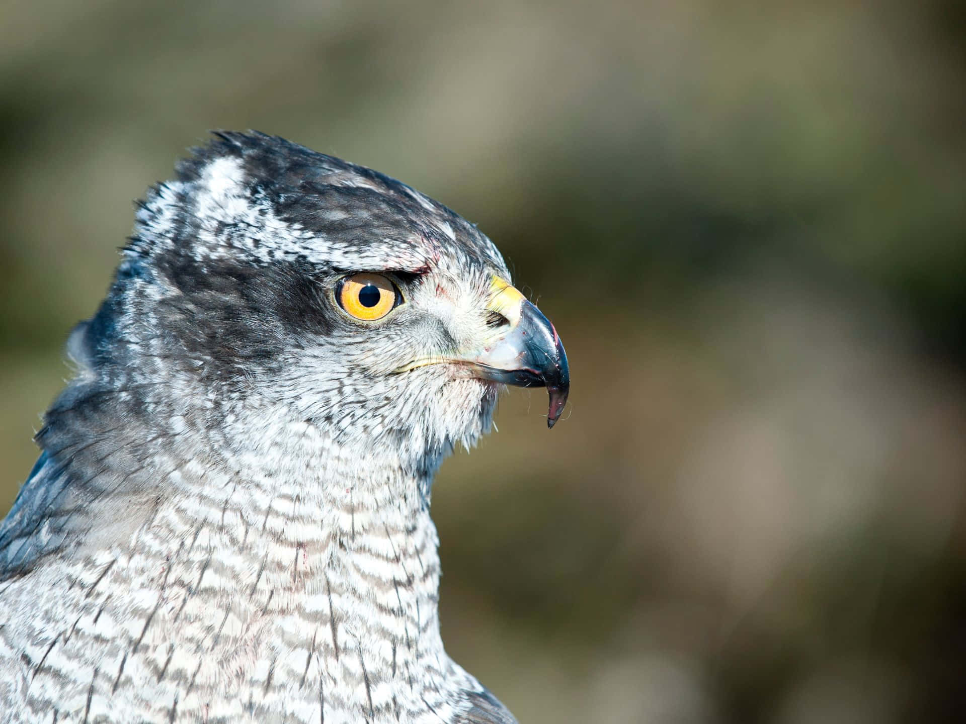 Goshawk, intense yellow eye, sharp beak, Full HD Desktop Wallpaper
