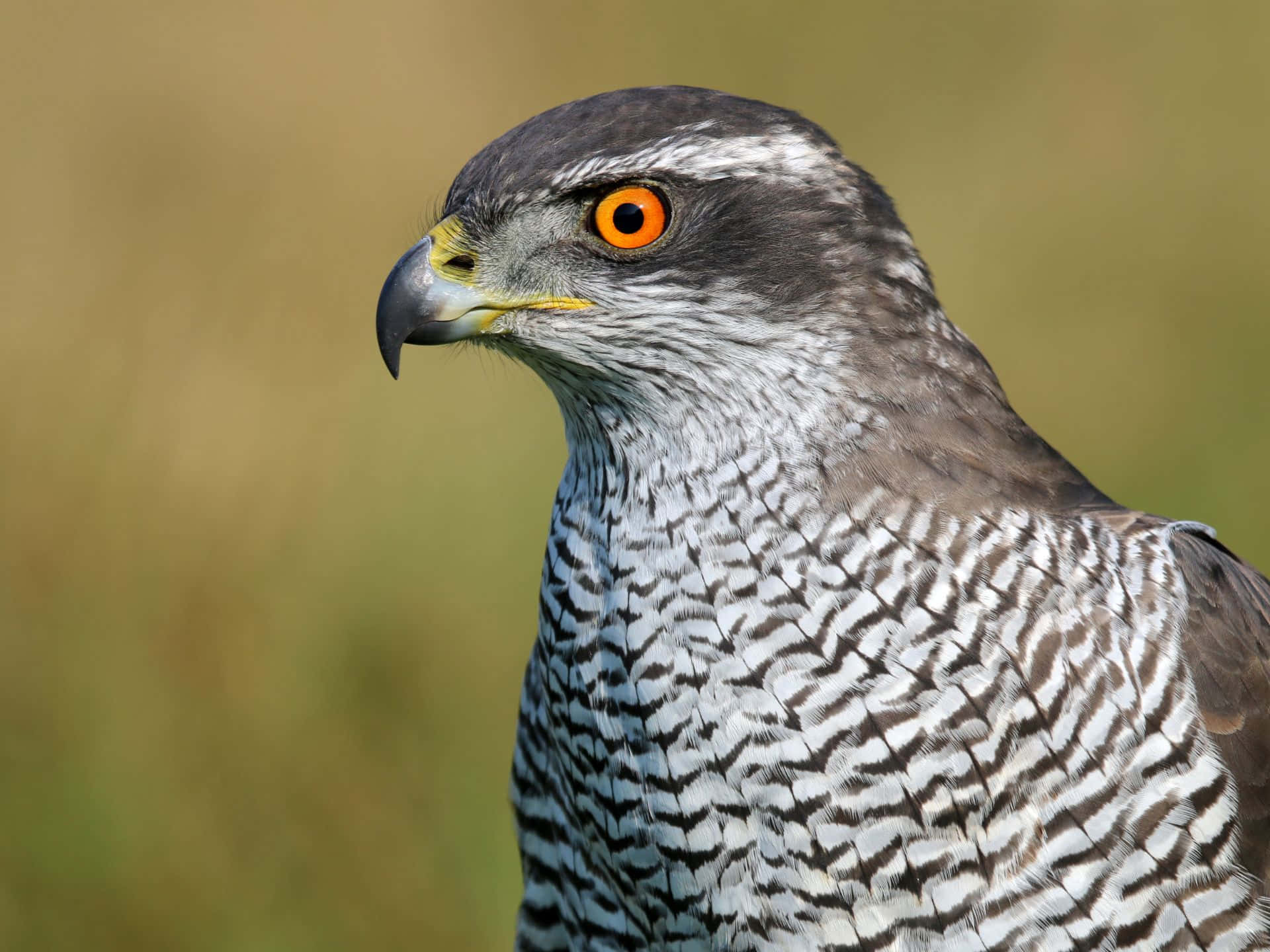 Goshawk, orange eyes, gray white feather patterns, Full HD Desktop Wallpaper