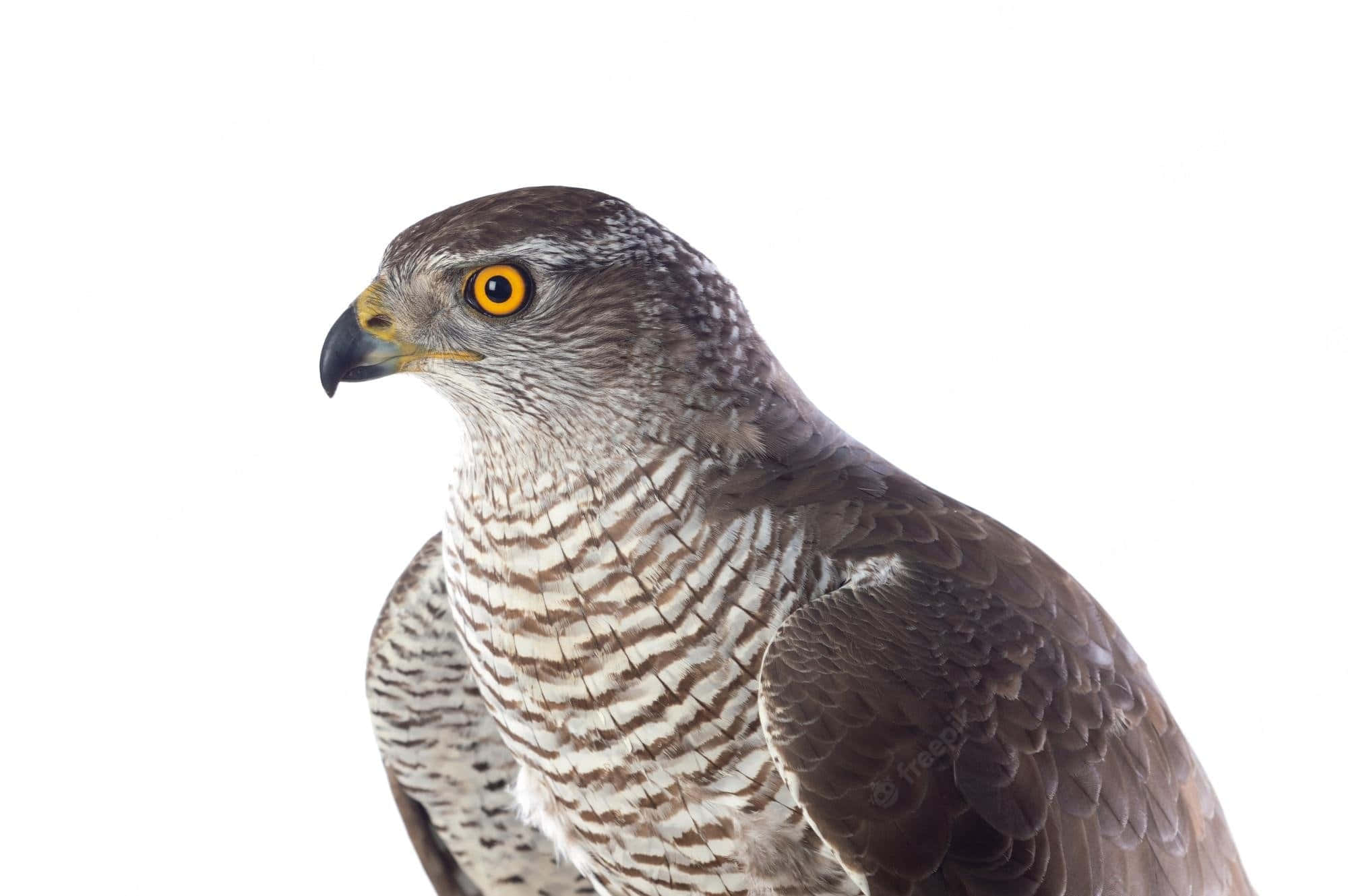 Goshawk, yellow eyes, brown and white feather patterns, Full HD Desktop Wallpaper