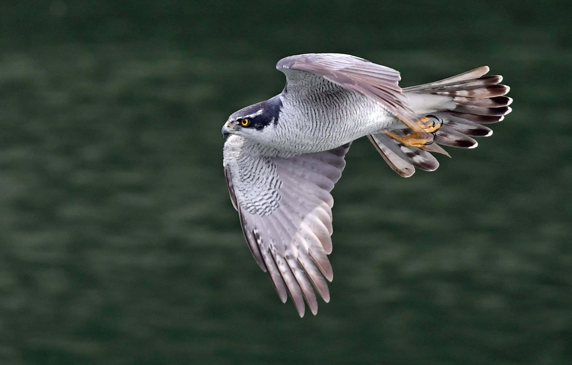 Goshawk, gray hawk, wings spread wide, Full HD Desktop Wallpaper