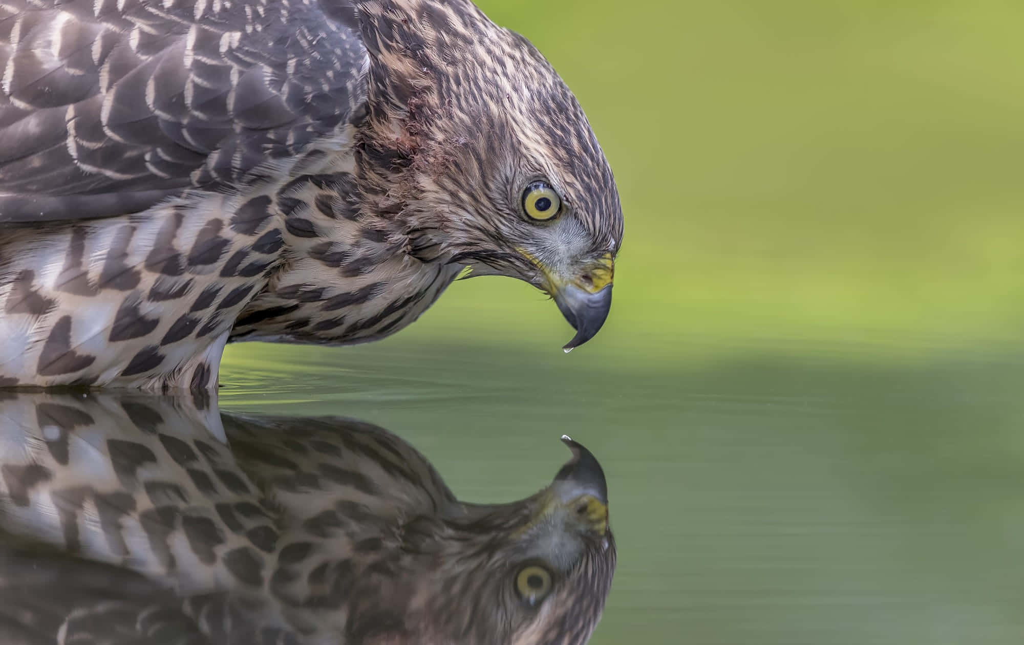 Goshawk, reflection in water, calm water, Full HD Desktop Wallpaper