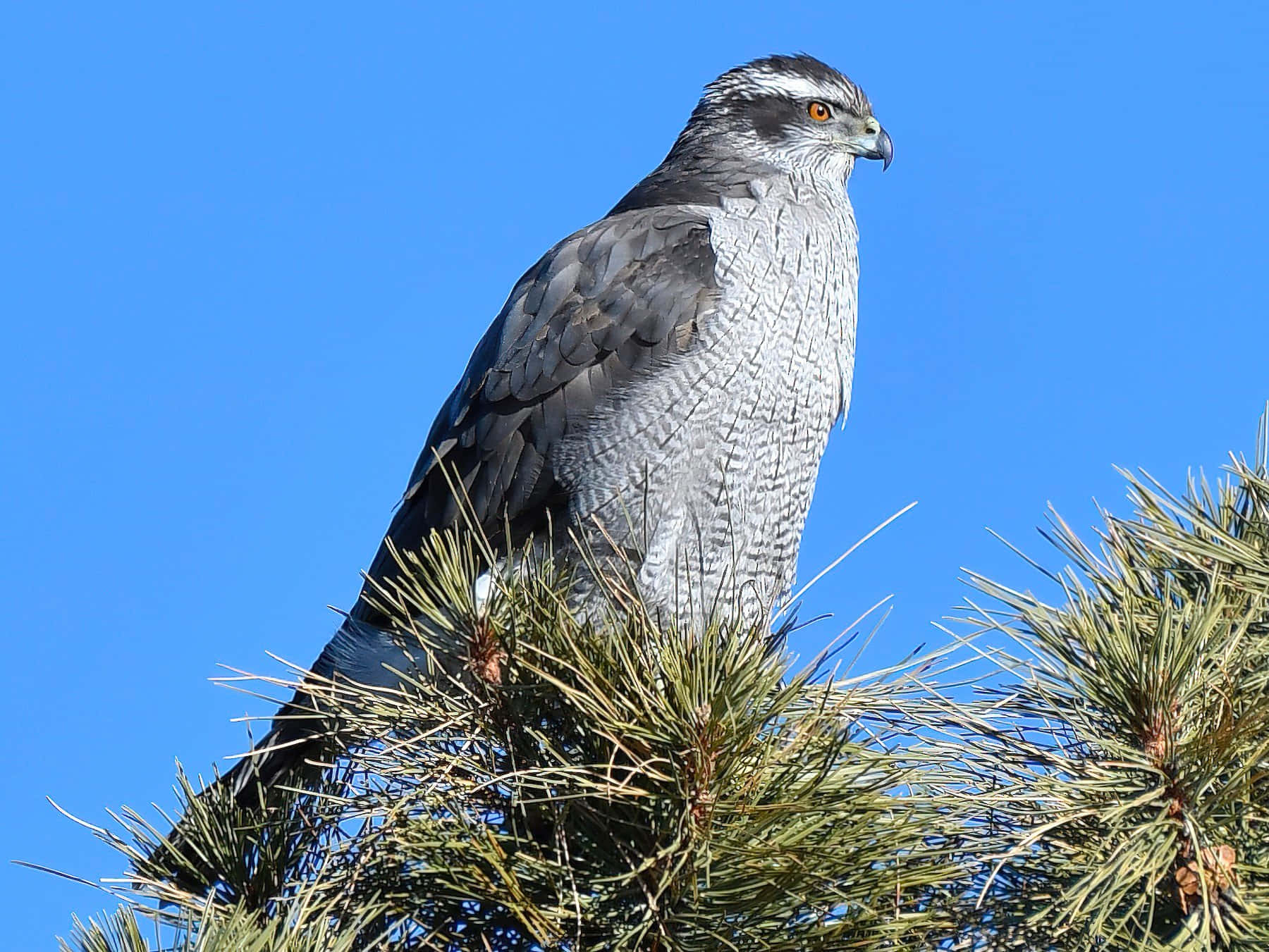 Goshawk, pine branch, vivid blue sky, HD Desktop Wallpaper