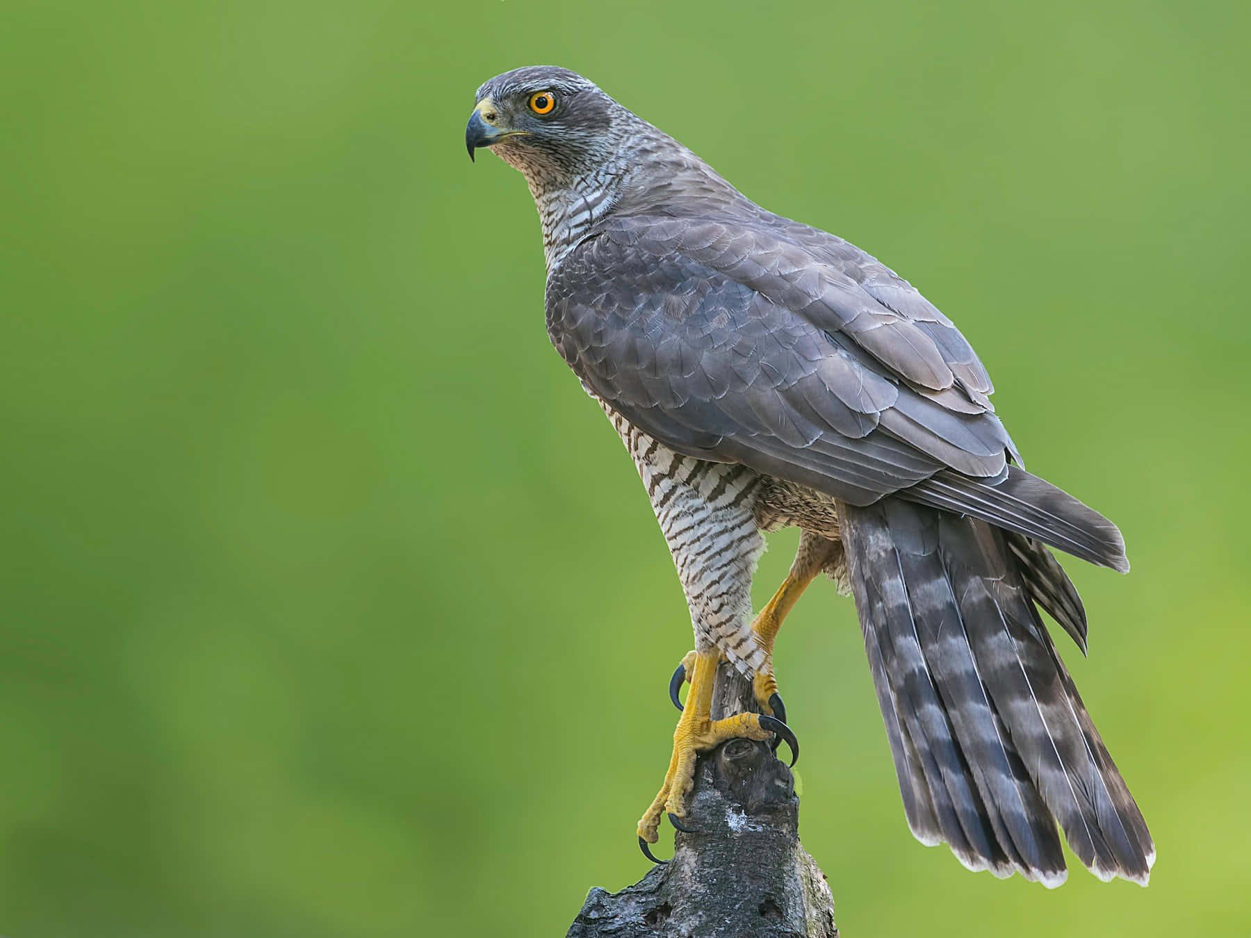 Goshawk, weathered branch, soft green backdrop, HD Desktop Wallpaper