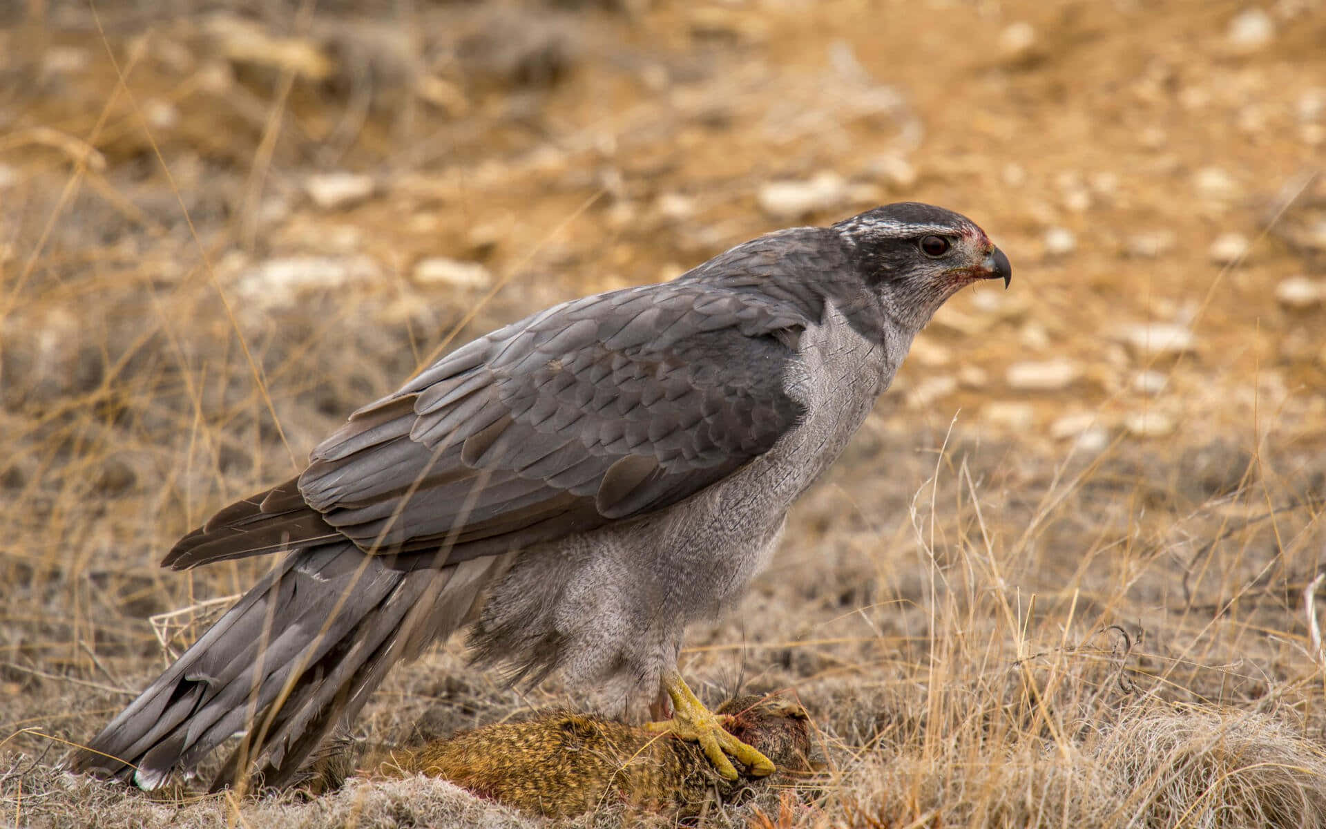 Goshawk, prey, dry grass, Full HD Desktop Wallpaper