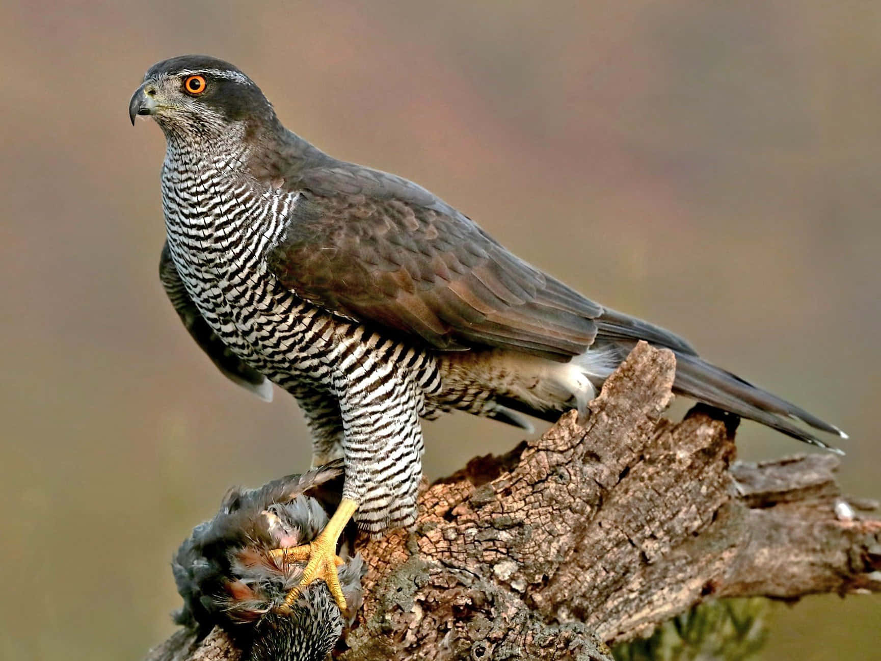 Goshawk, orange eyes, weathered branch, HD Desktop Wallpaper