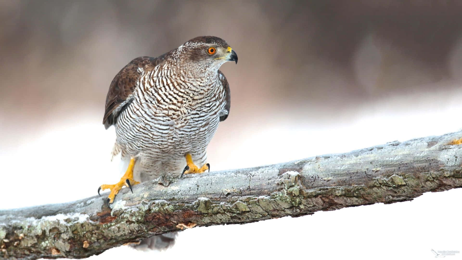 Goshawk, snowy branch, barred chest, Full HD Desktop Wallpaper