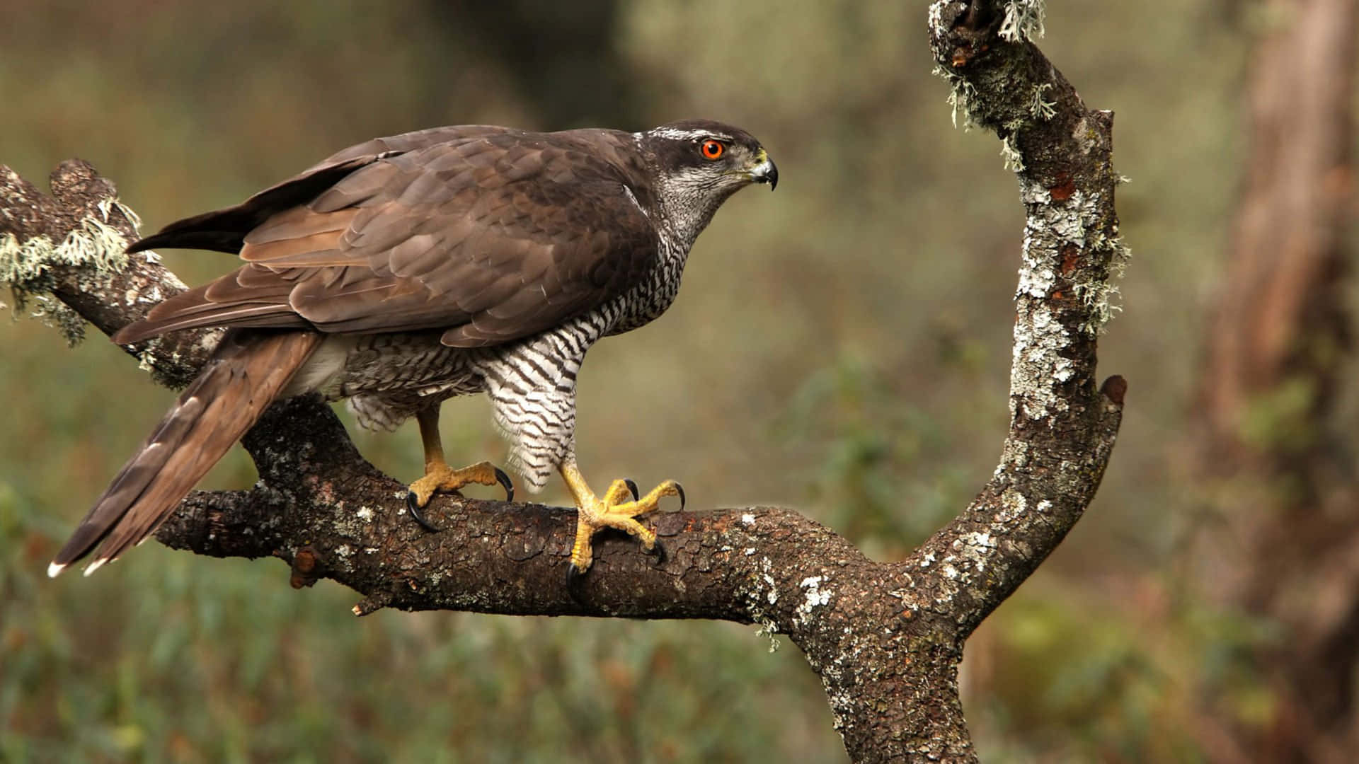 Goshawk, branch, mossy tree branch, Full HD Desktop Wallpaper