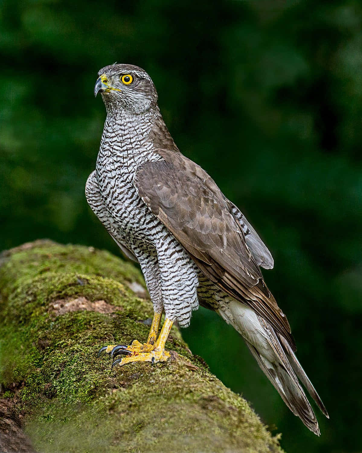 Goshawk, mossy tree branch, barred chest, HD Phone Wallpaper