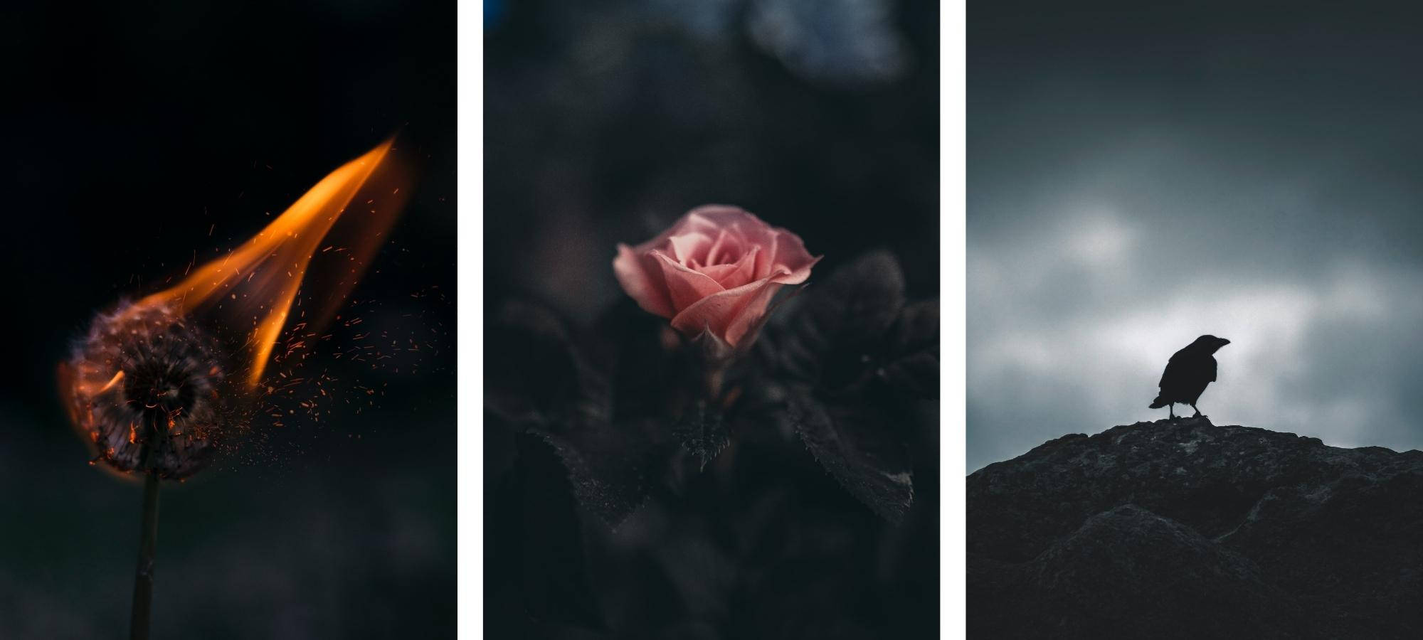 dying flame, delicate pink rose, crow, Full HD Desktop Wallpaper