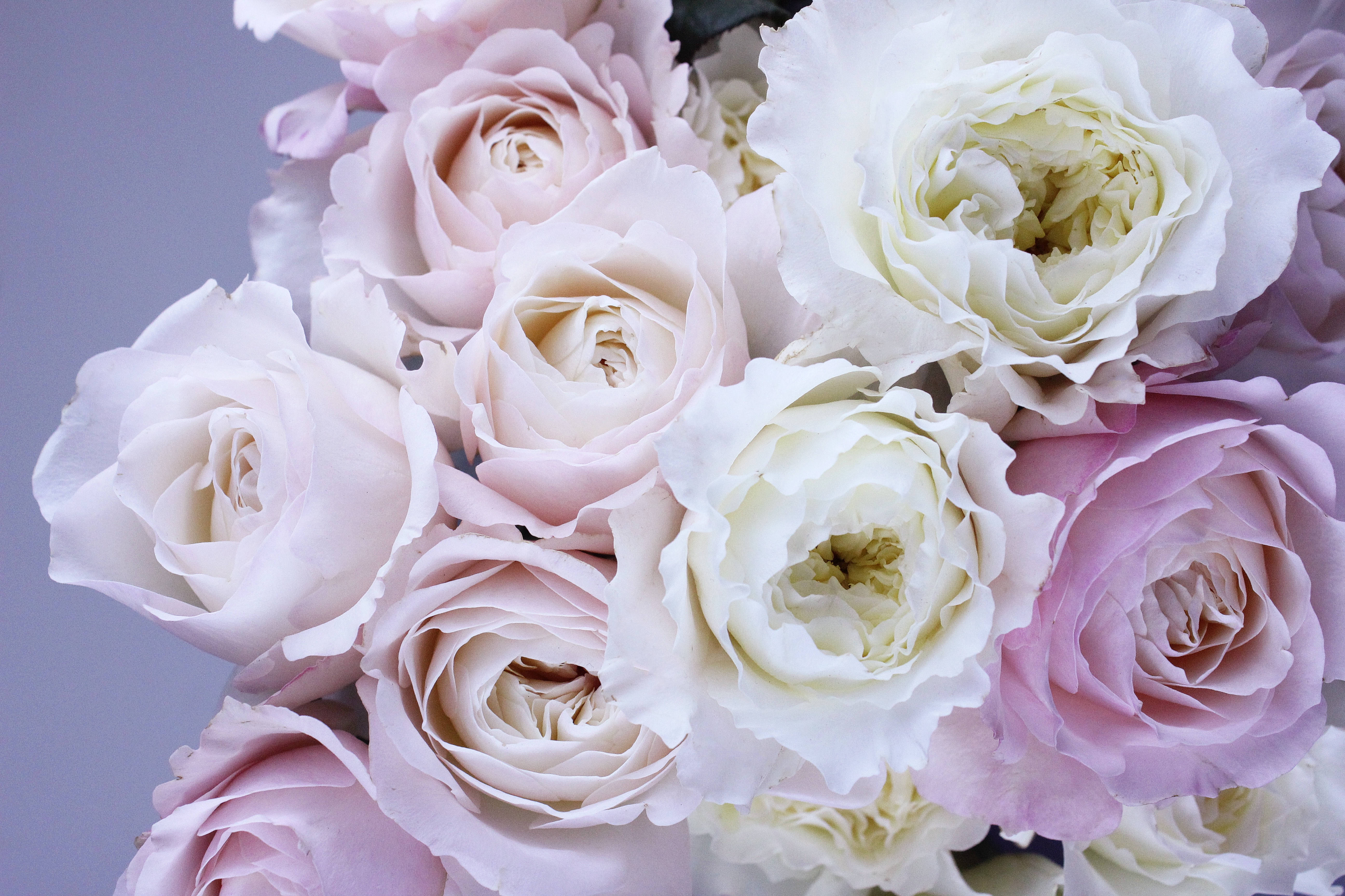 pastel goth, soft pink roses, creamy white roses, 5K Desktop Wallpaper