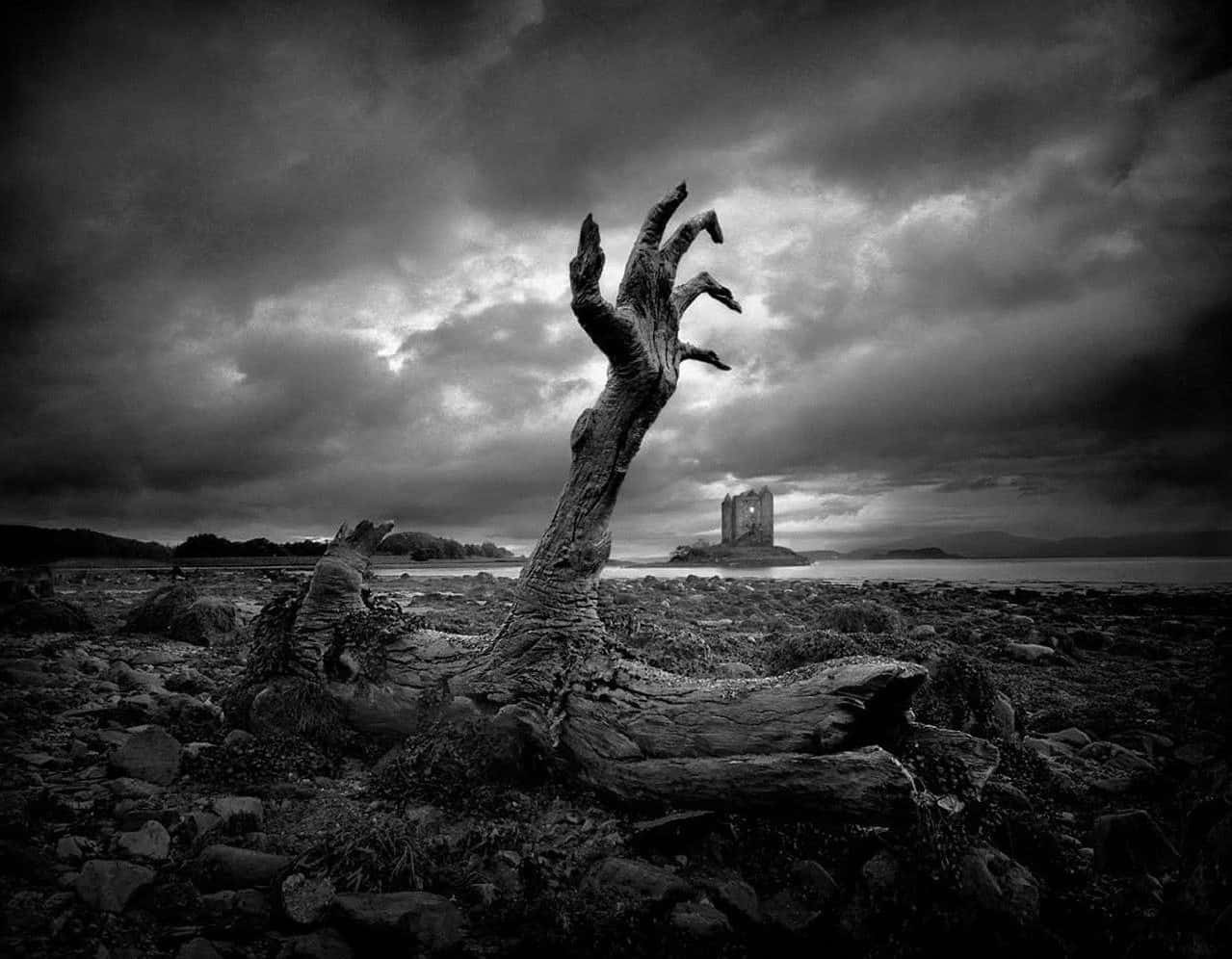 gnarled tree trunk, reaching hand, rocky shore, SD Desktop Wallpaper