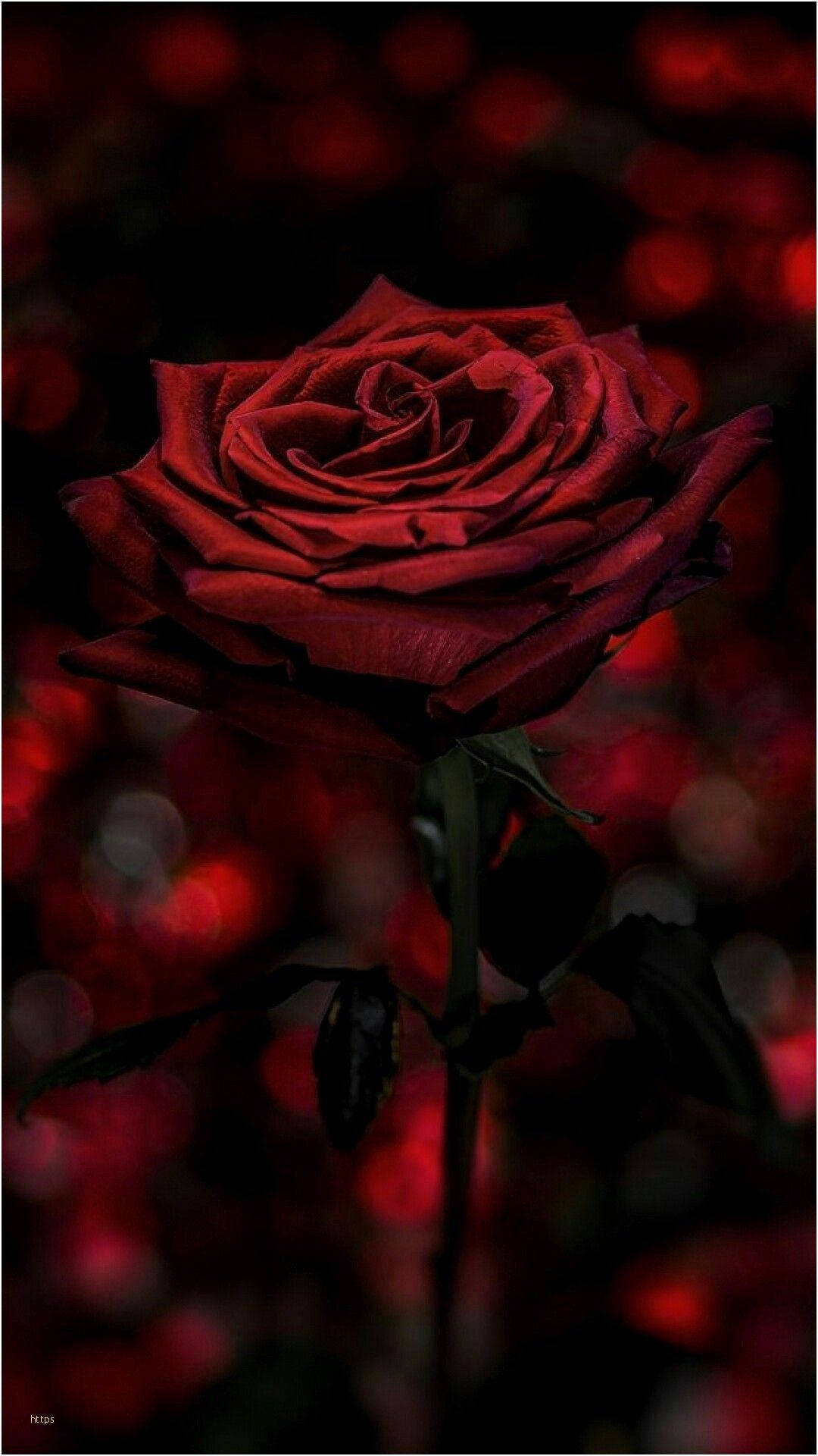 Gothic Phone, deep red rose, dark blurred background, Full HD Phone Wallpaper