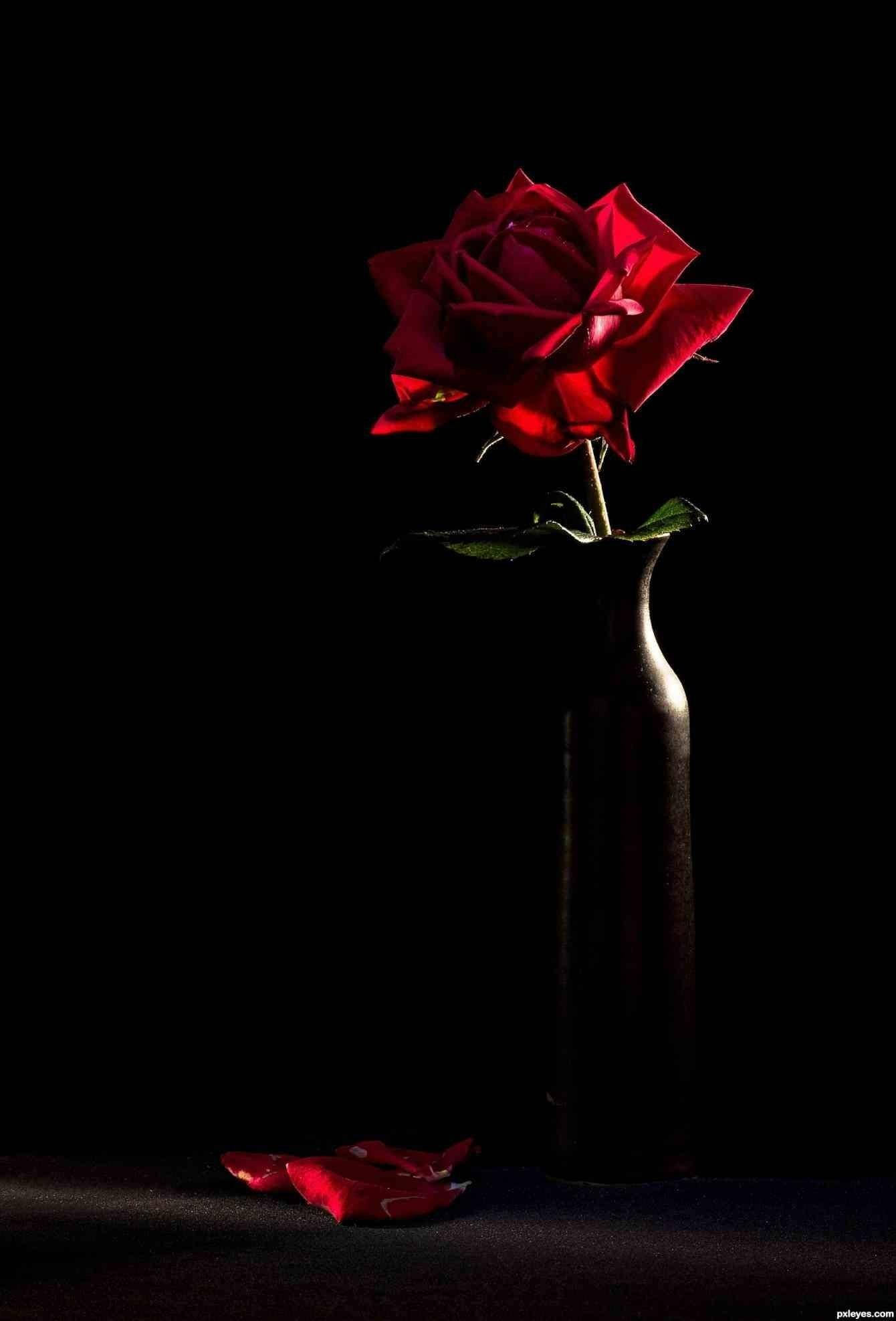 red rose, dark vase, black background, Full HD Phone Wallpaper