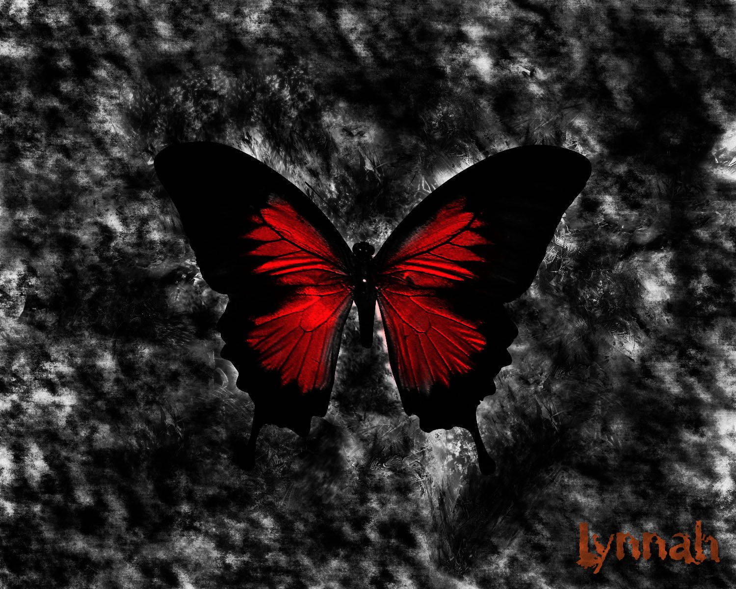 black and red butterfly, red butterfly, black wings, HD Desktop Wallpaper