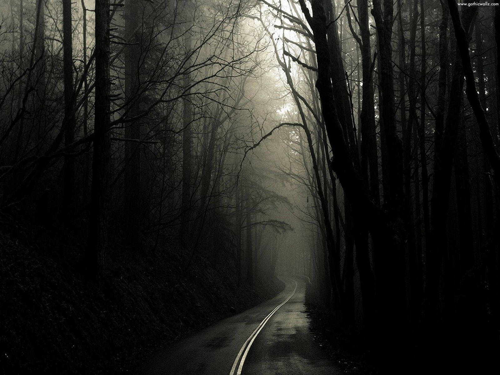 Gothic forest, misty forest road, bare trees, HD Desktop Wallpaper