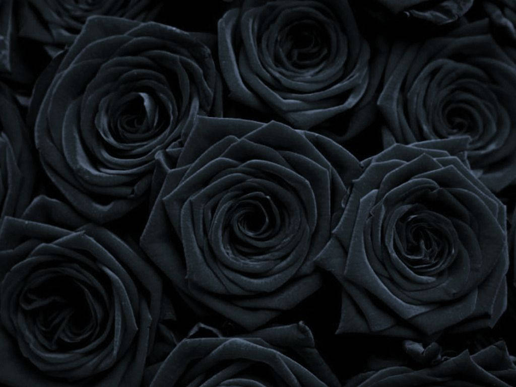 black roses, velvety, deep shadows, SD Desktop Wallpaper