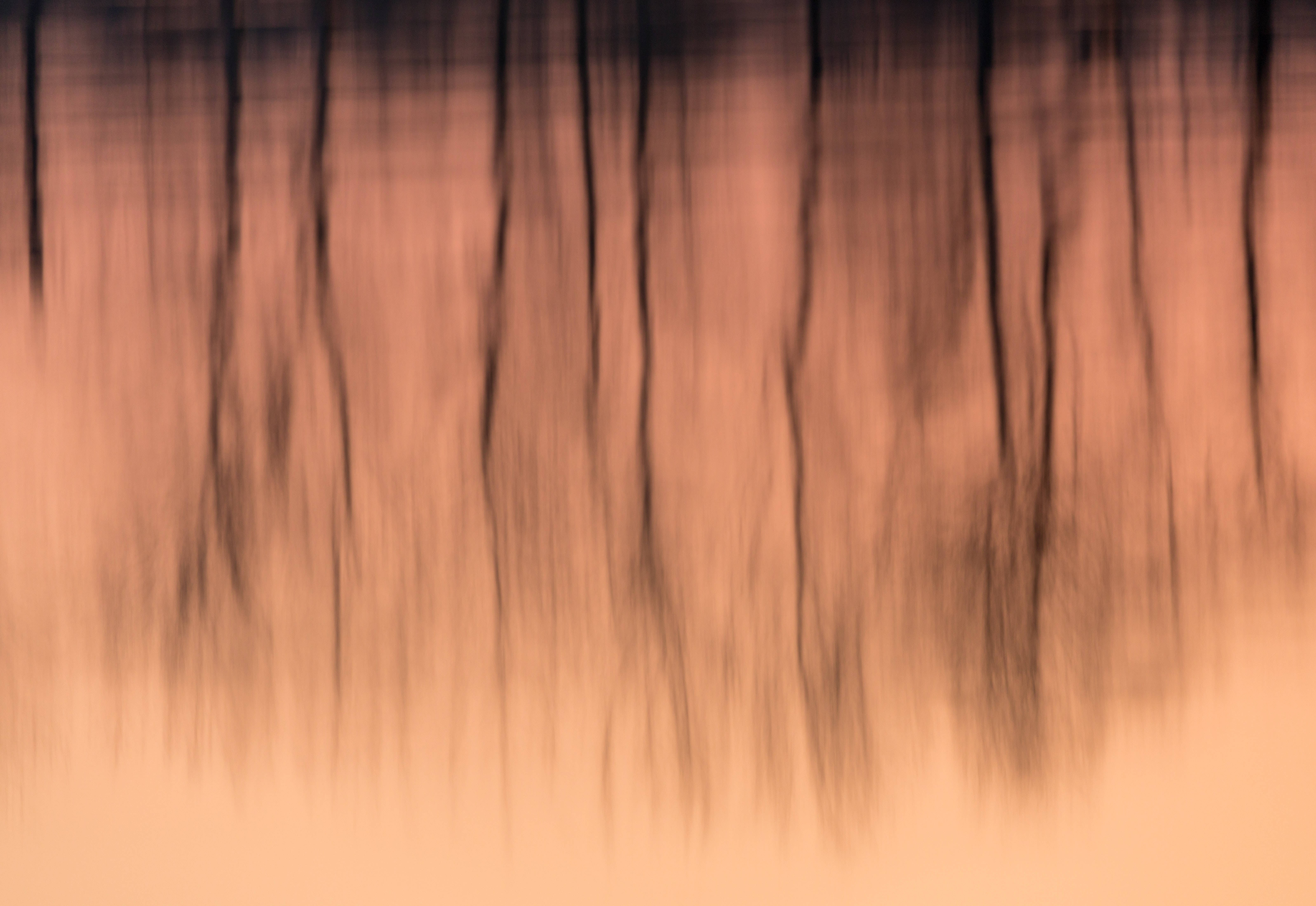 black beige gradient, dark tree trunks, warm orange water, 5K Desktop Wallpaper