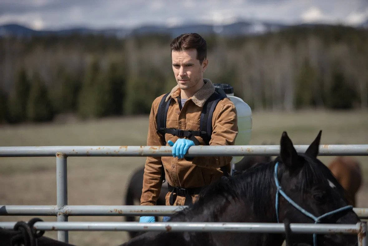 Graham Wardle, black horse, grassy field, SD Desktop Wallpaper