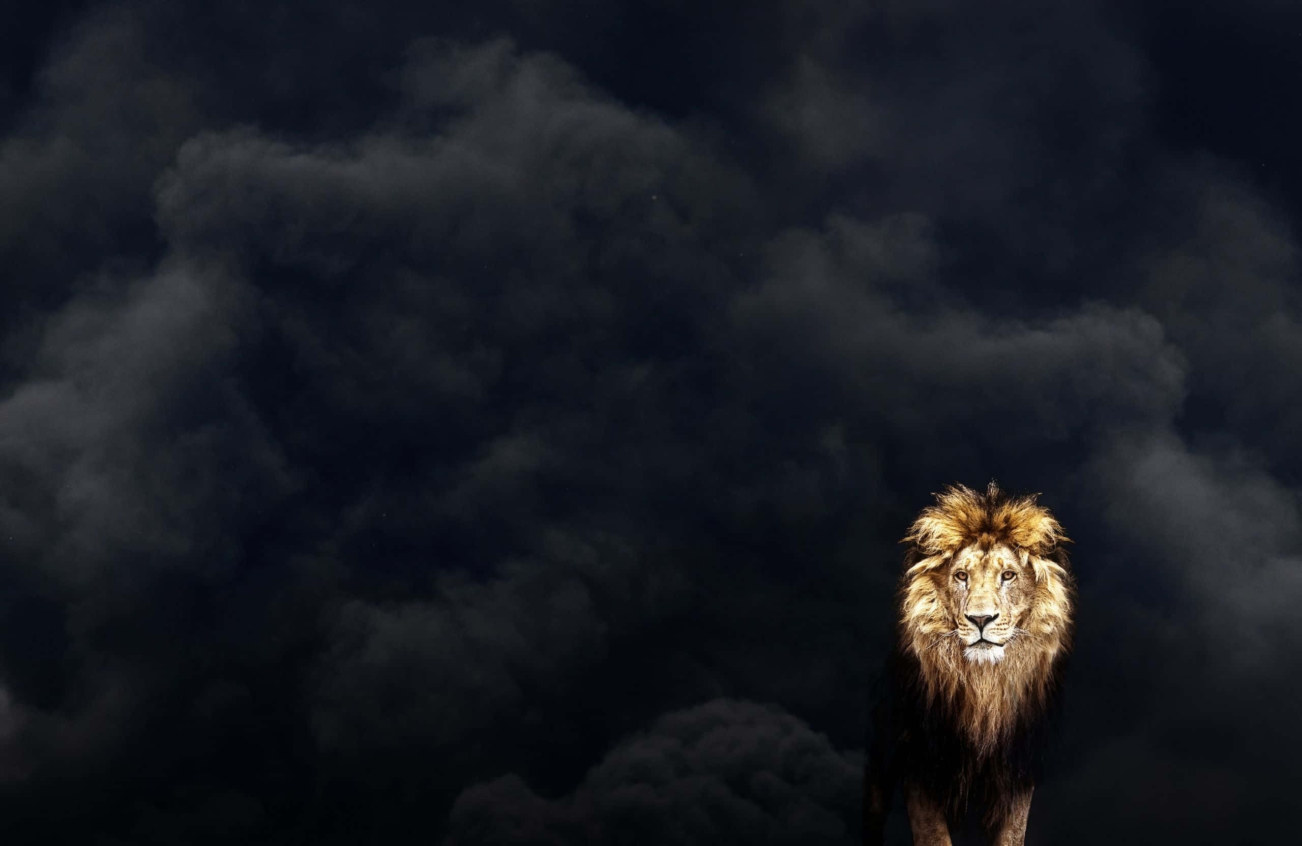Grand Canyon, lion, golden mane, 2K Desktop Wallpaper