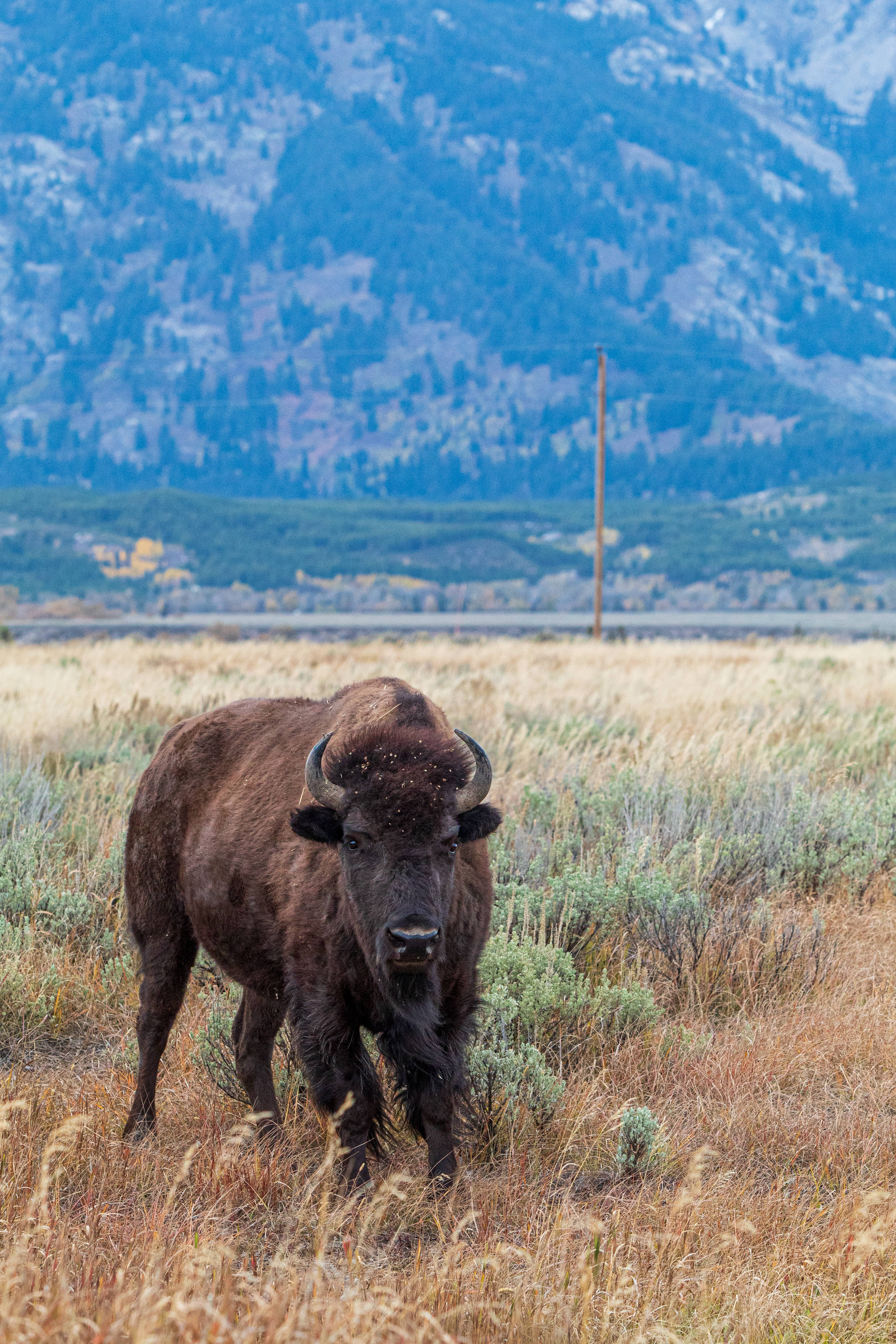 Grand Chase, bison, golden grassy field, 4K Phone Wallpaper