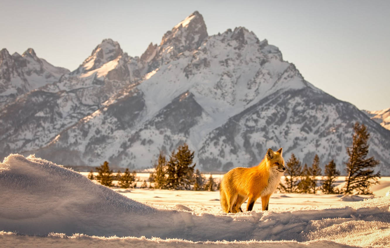 Grand Teton National Park, golden fox, snowy field, HD Desktop Wallpaper