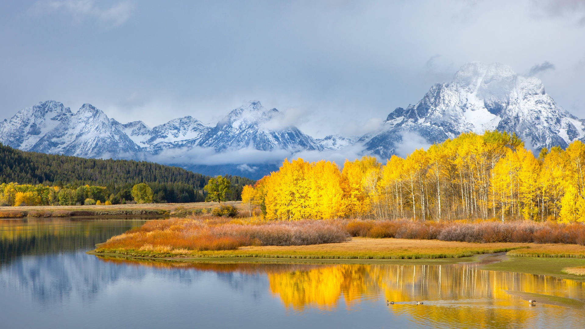 Grand Teton National Park, yellow aspen grove, snow-capped mountains, Full HD Desktop Wallpaper