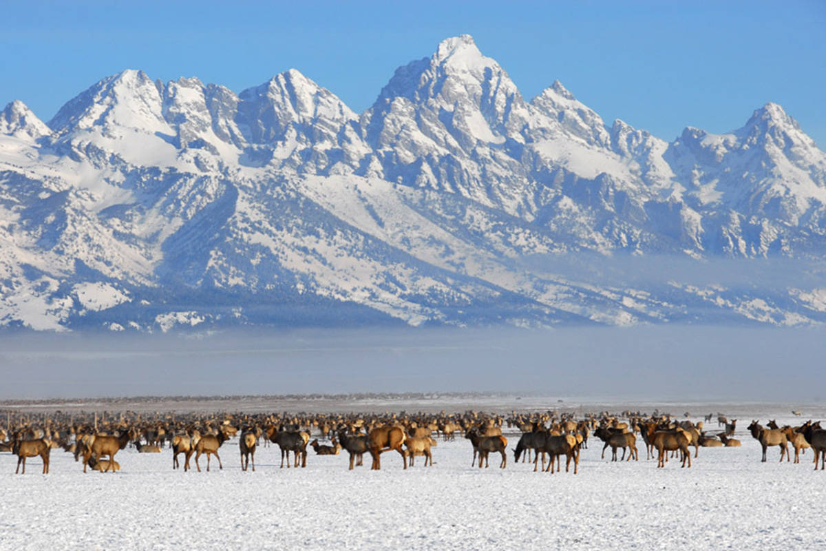 Grand Teton National Park, elk, snowy plain, SD Desktop Wallpaper