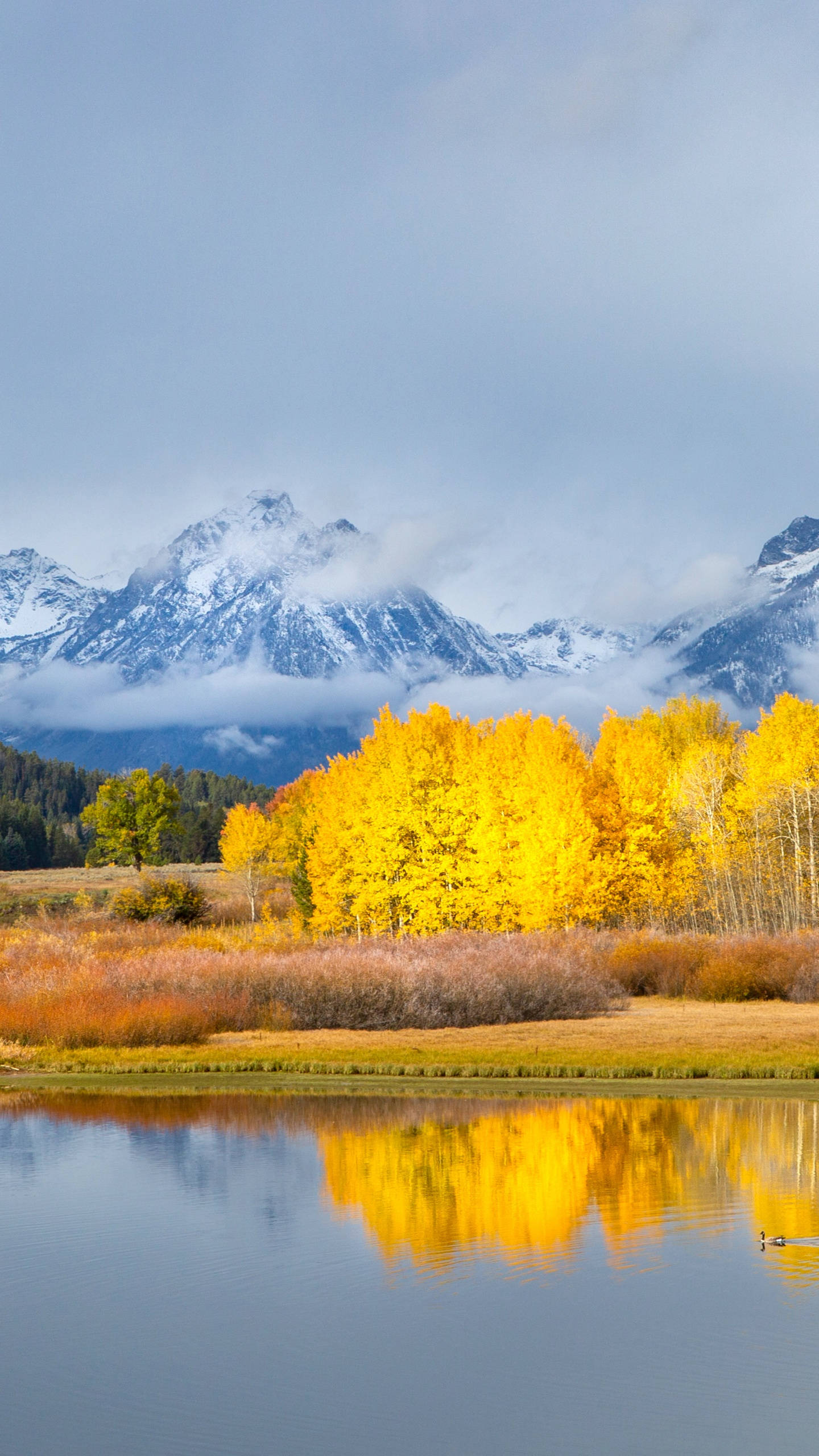 Grand Teton National Park, yellow aspen grove, calm lake, 2K Phone Wallpaper